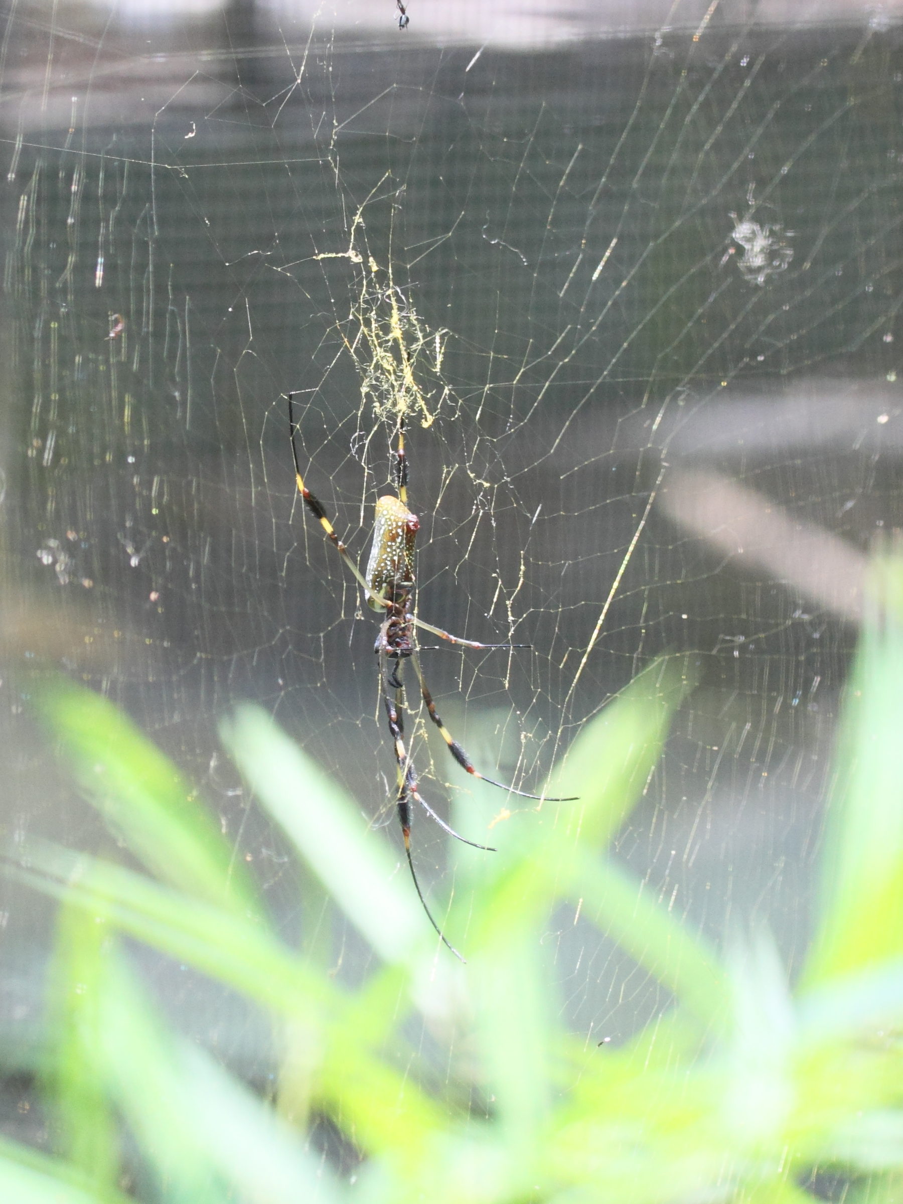 Afficher le média nephila_clavipes1md nephila_clavipes1md