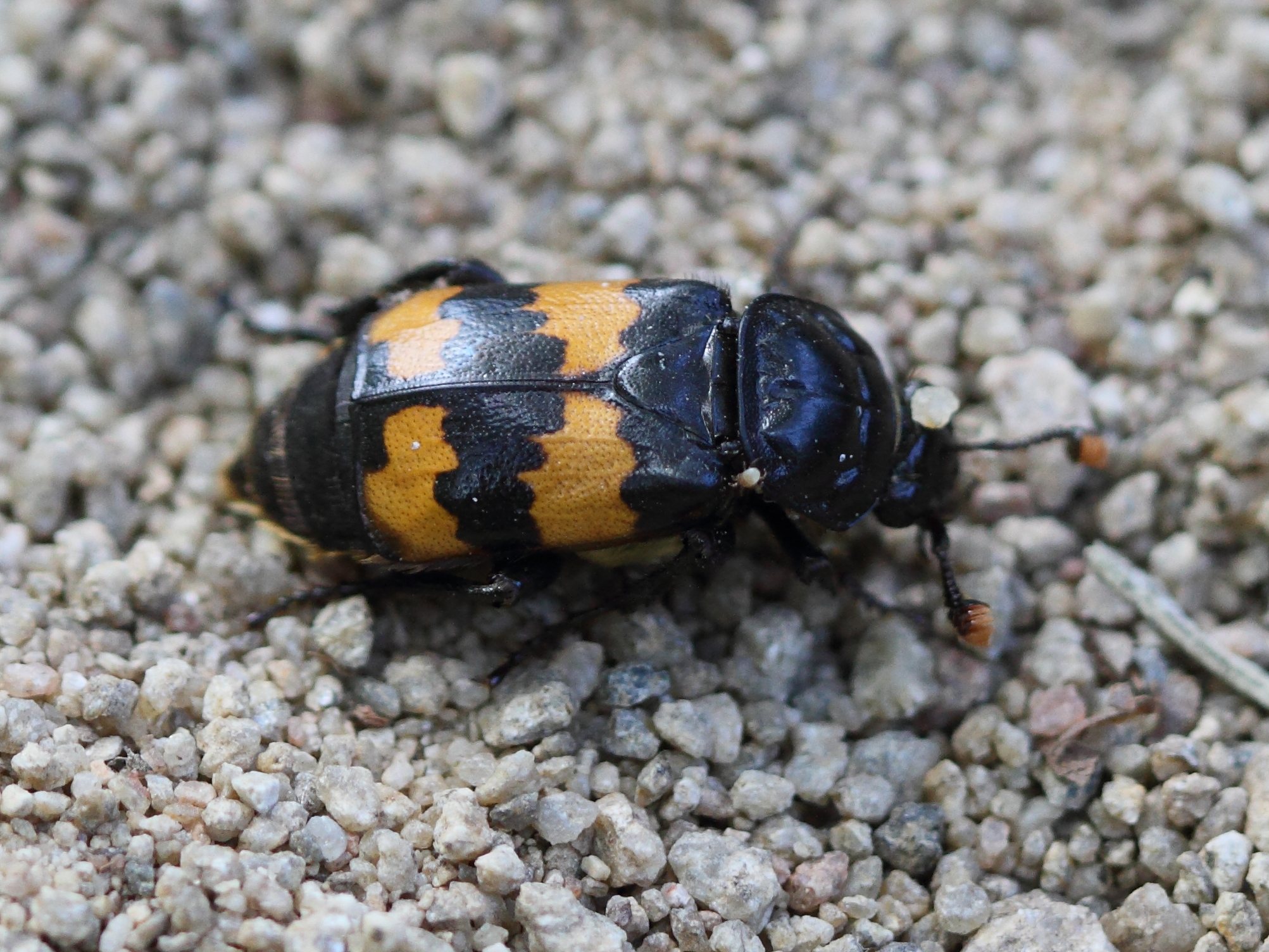 nicrophorus_vestigator2bd