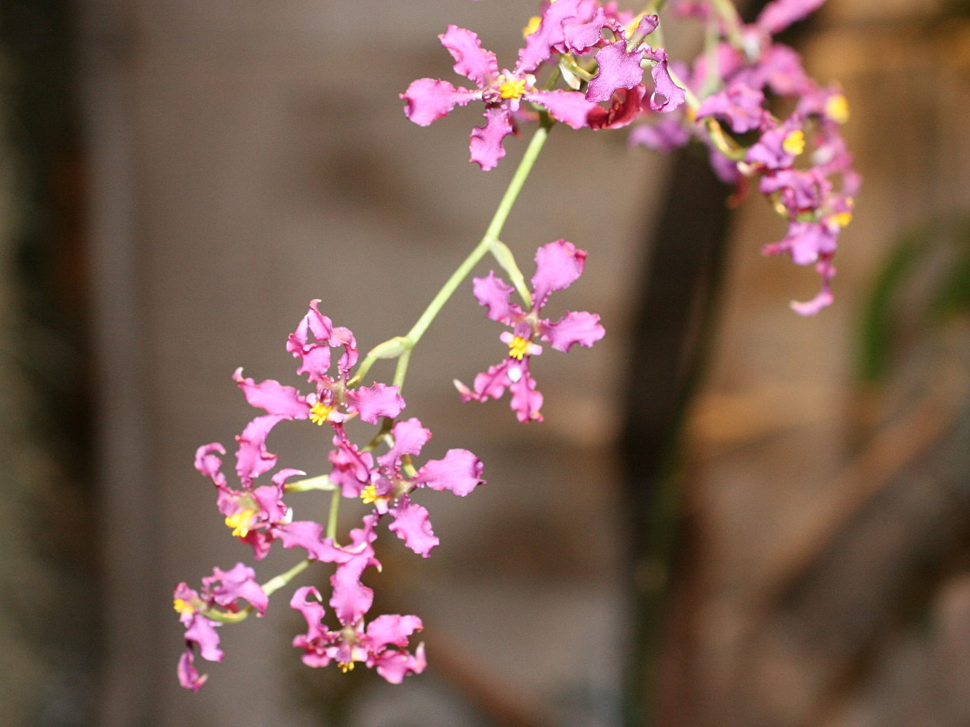 odontoglossum_ioplocon2md