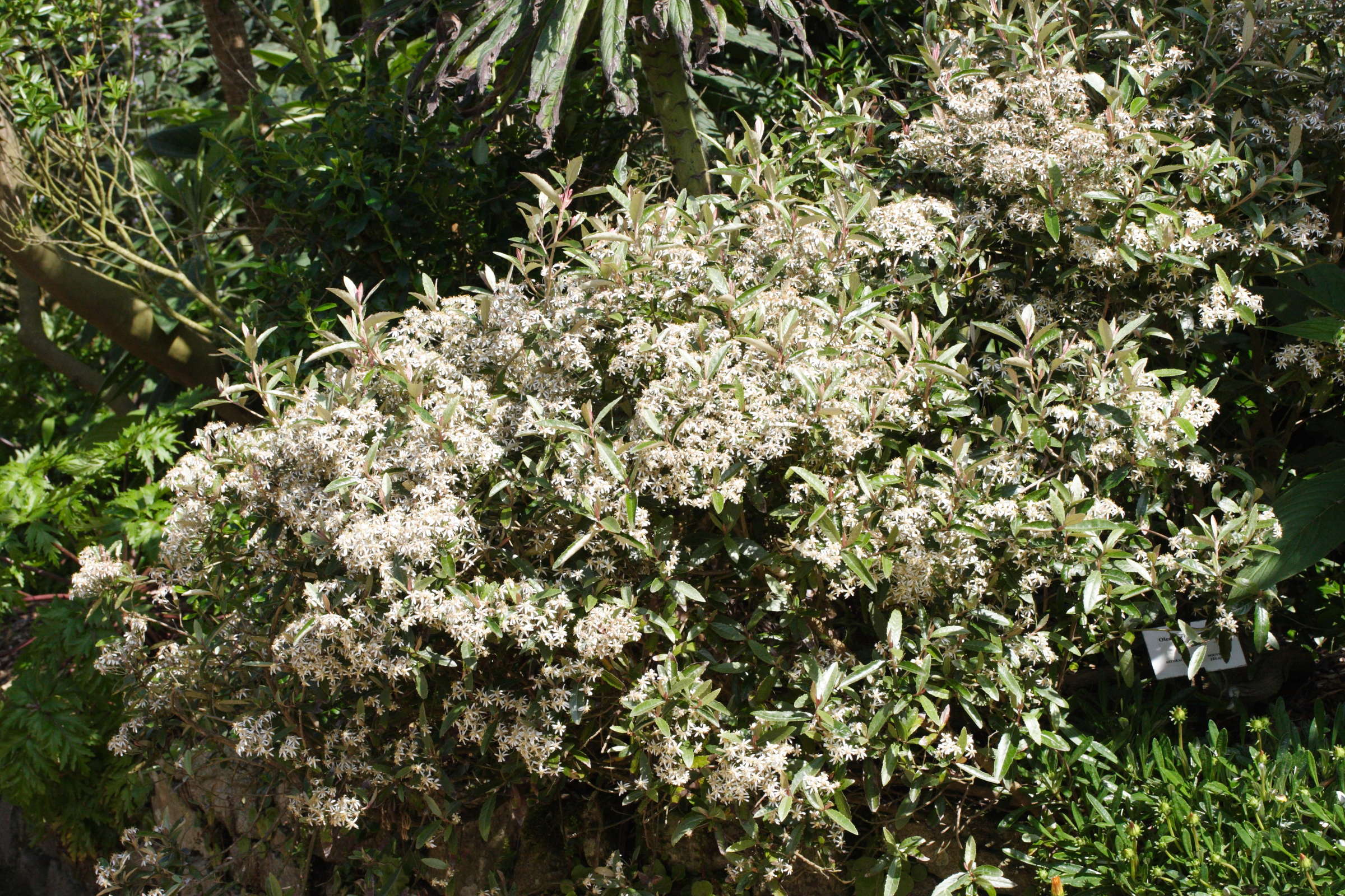 olearia_erubescens1md