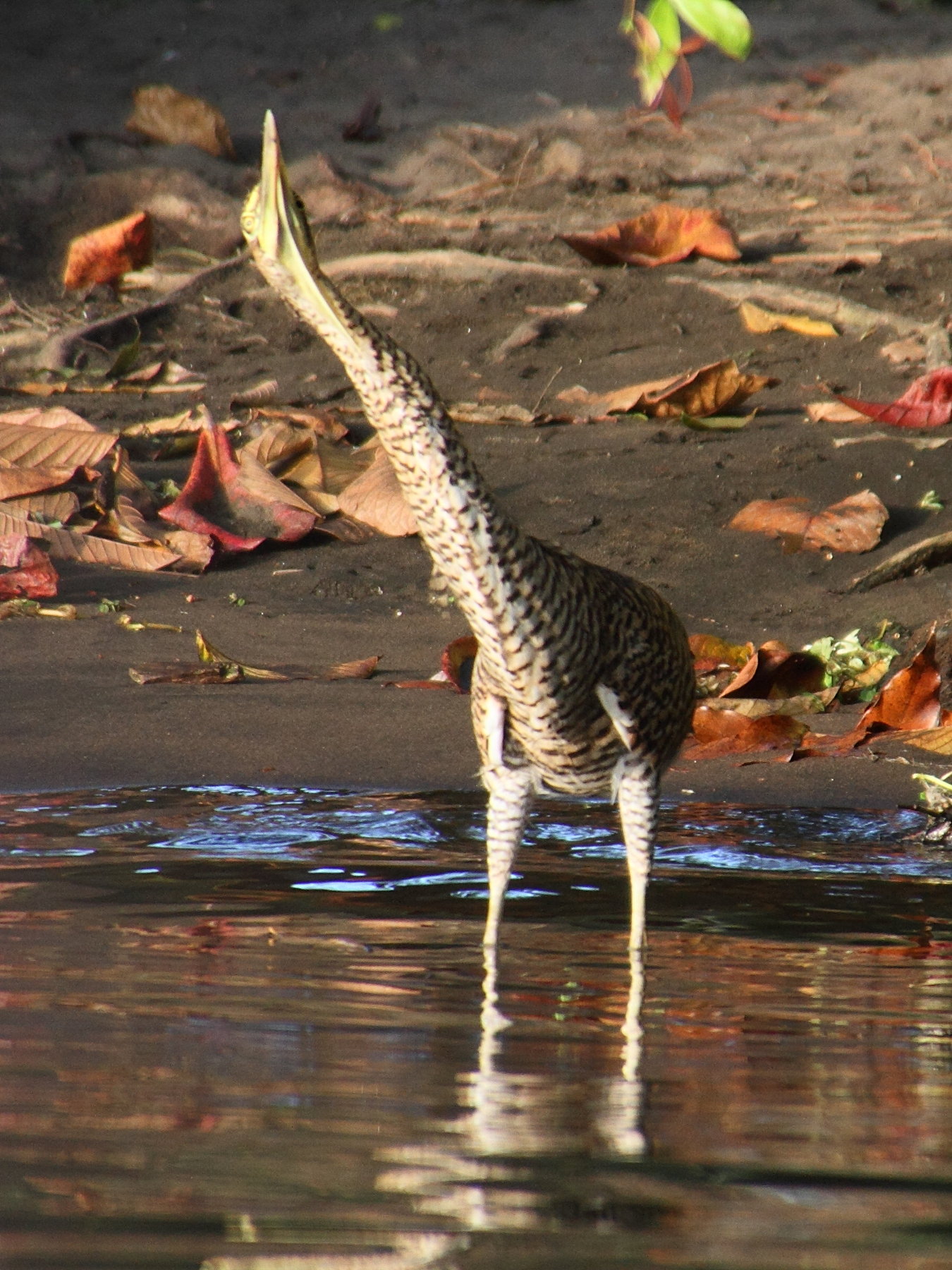onore_du_mexique_-_tigrisoma_mexicanum3md