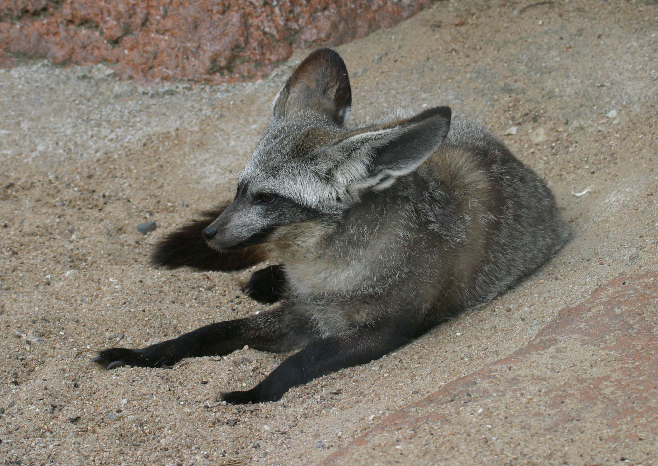 otocyon_megalotis2bd