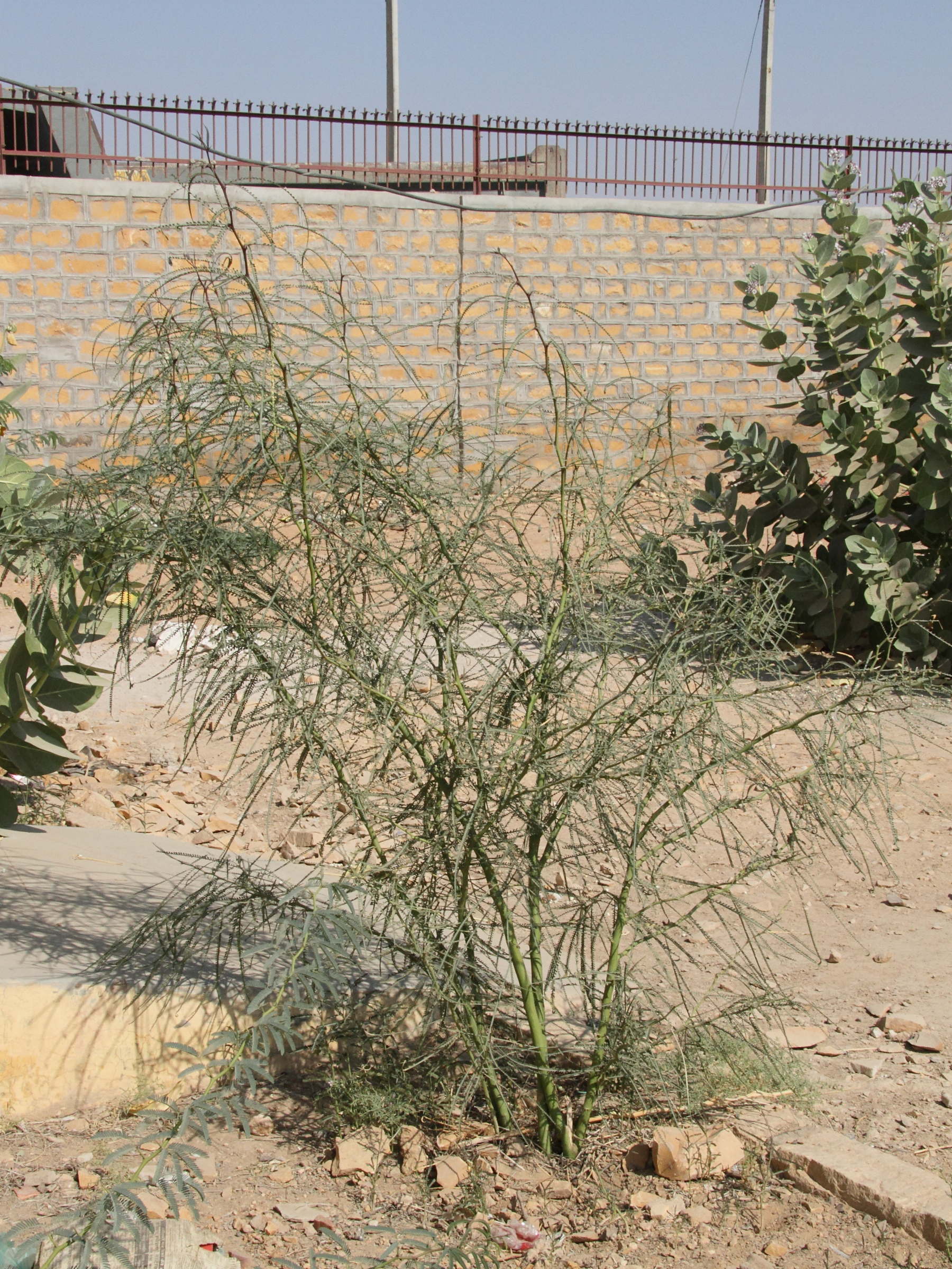 parkinsonia_aculeata6bd