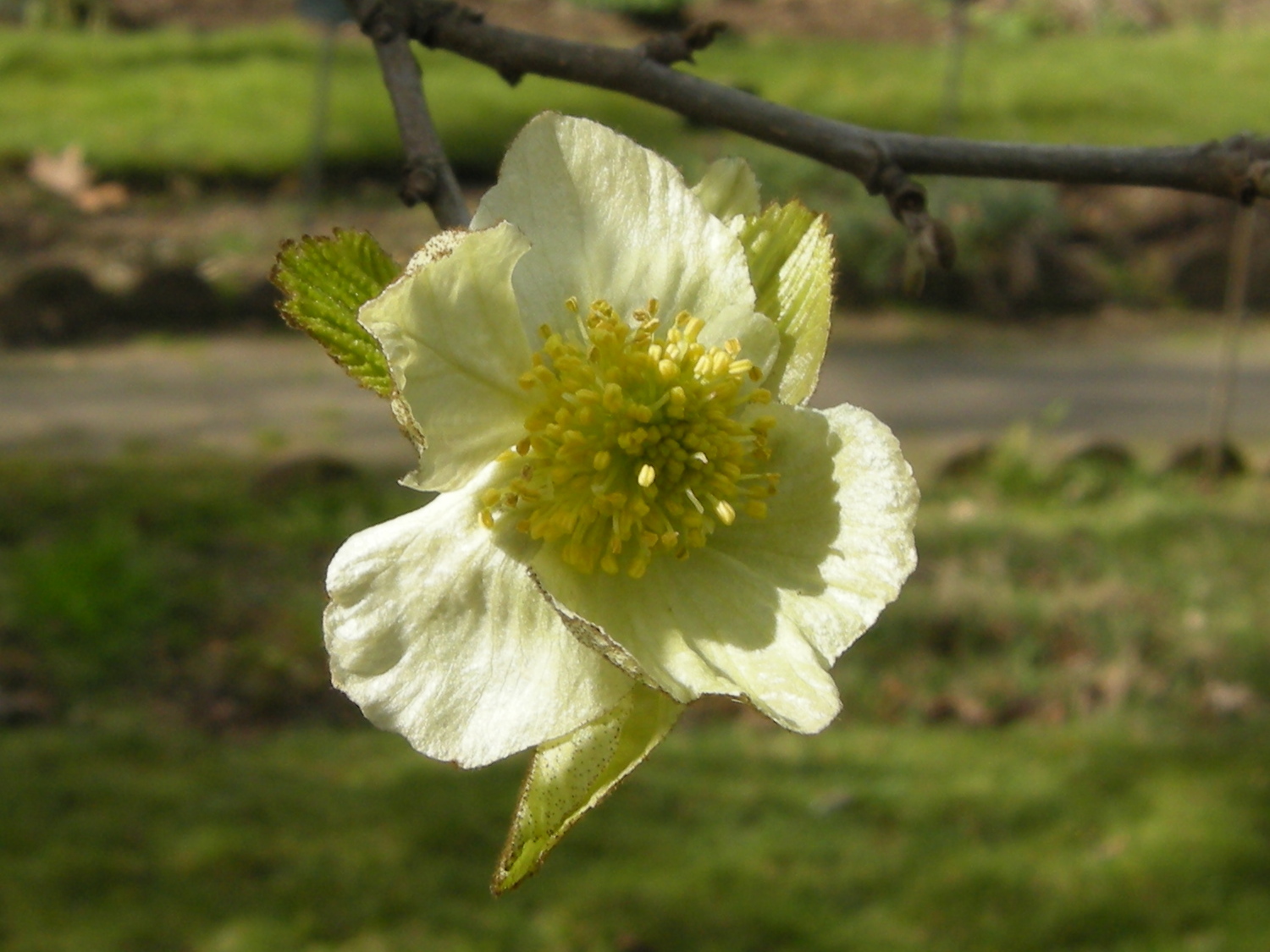 Afficher le média parrotiopsis_jacquemontiana3md parrotiopsis_jacquemontiana3md