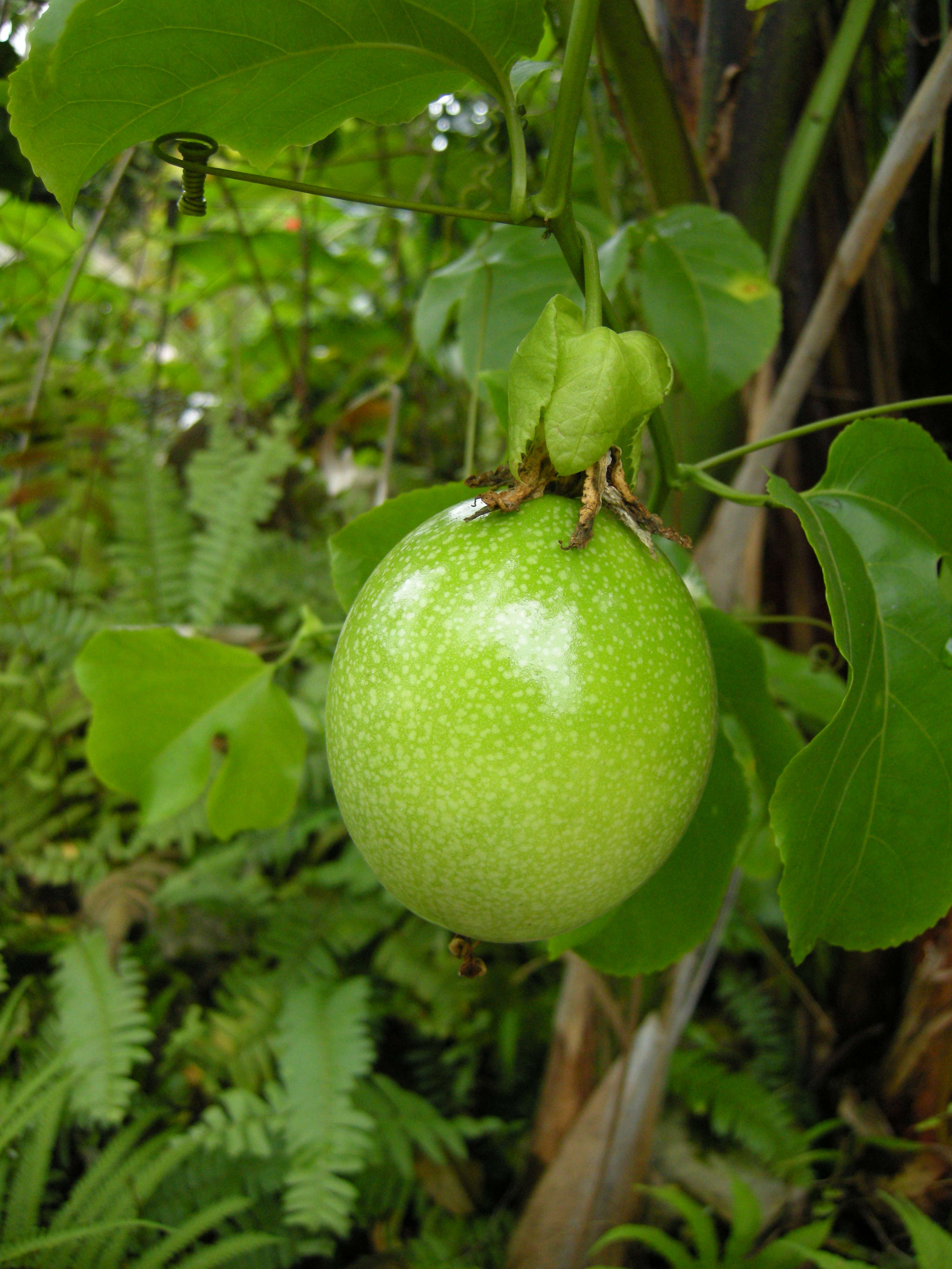 passiflora_edulis_flavicarpa3md
