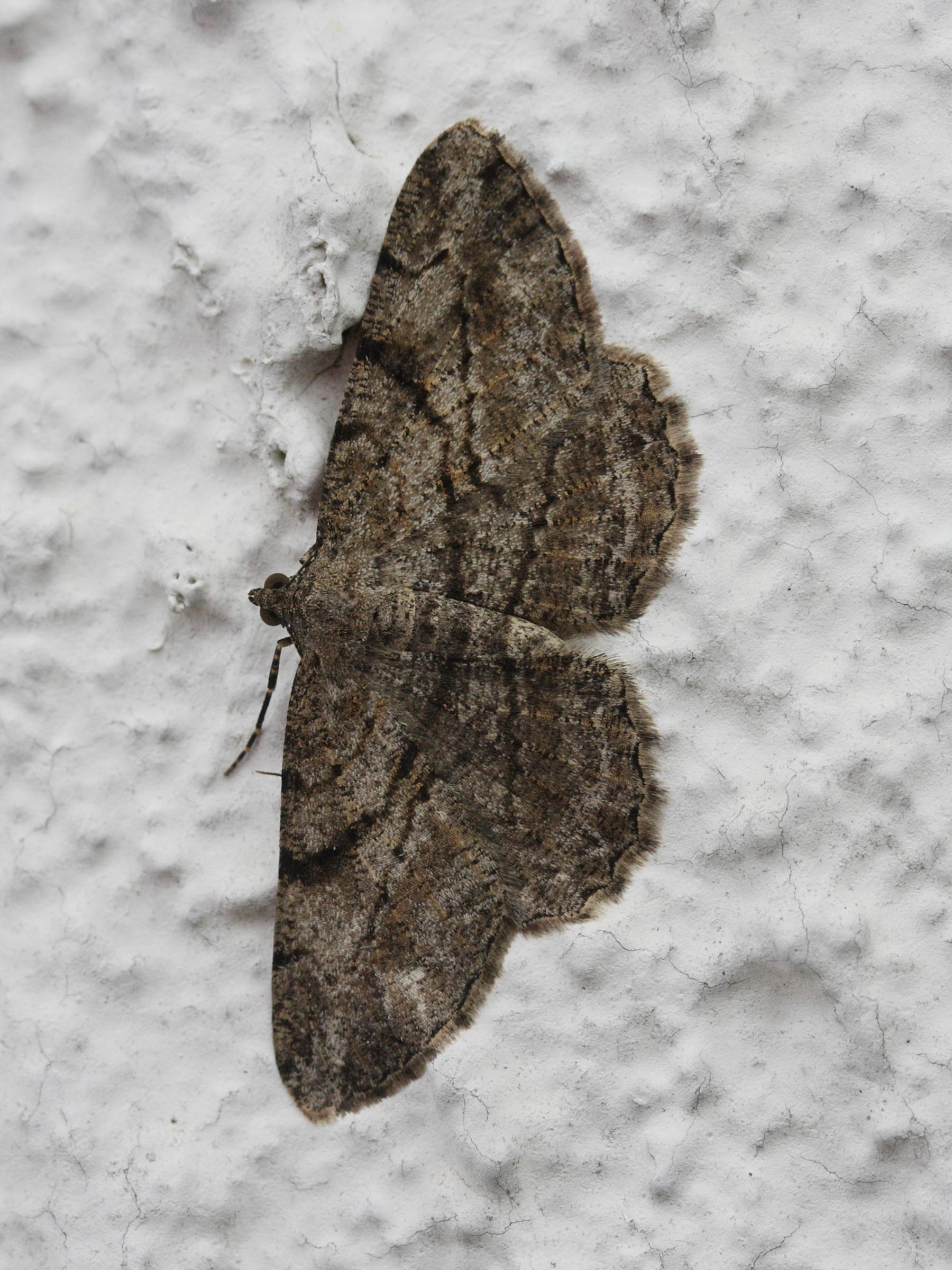 Afficher le média peribatodes_rhomboidaria3md peribatodes_rhomboidaria3md