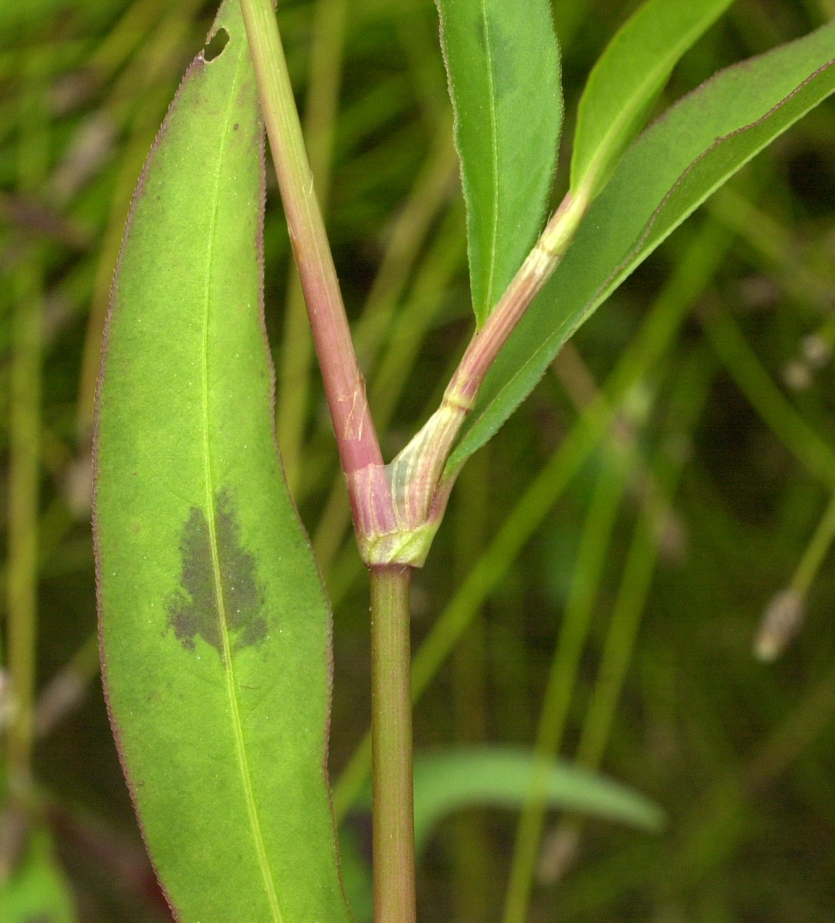 Afficher le média persicaria_lapathifolia3md persicaria_lapathifolia3md