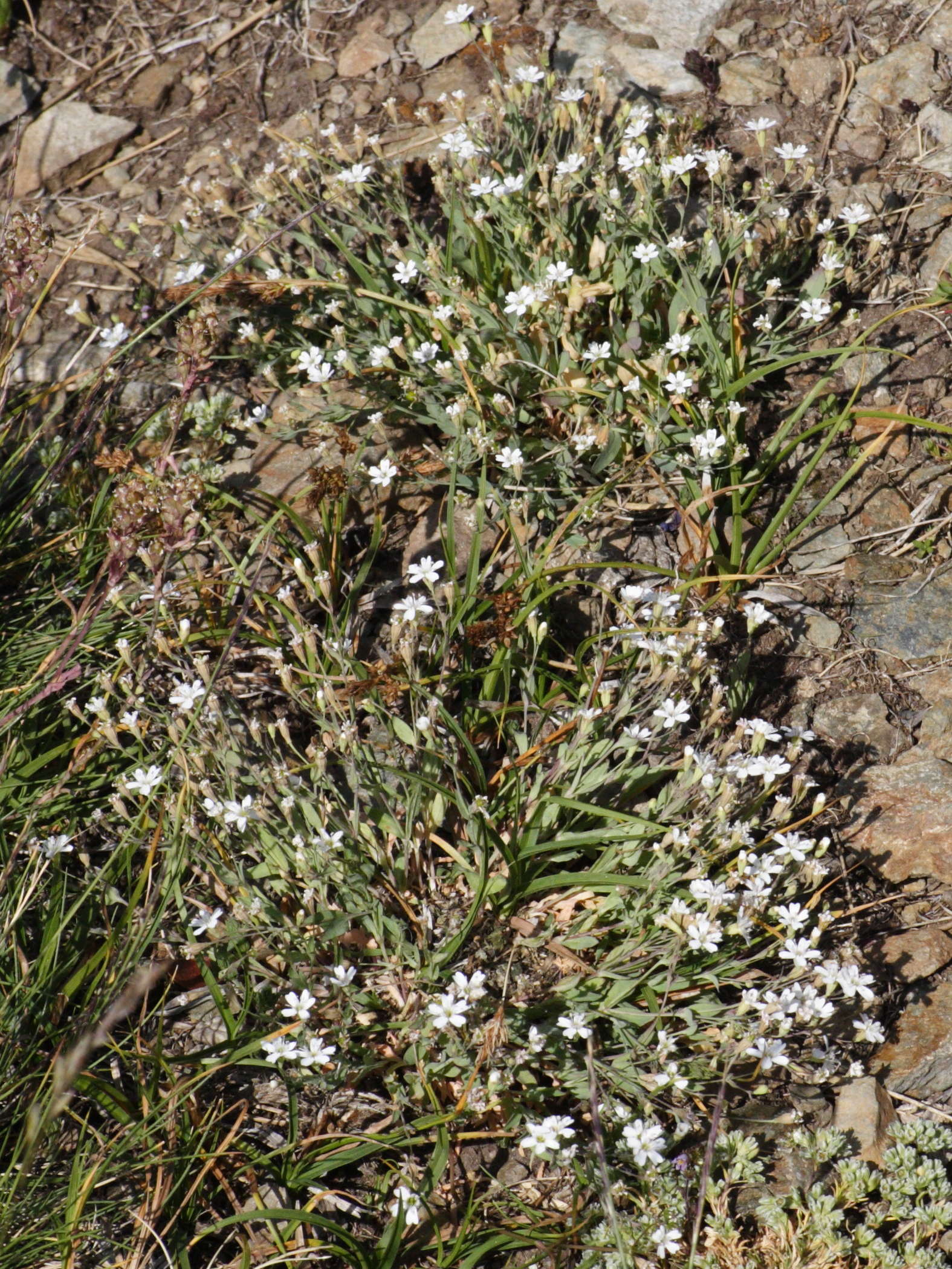 petrocoptis_pyrenaica1md