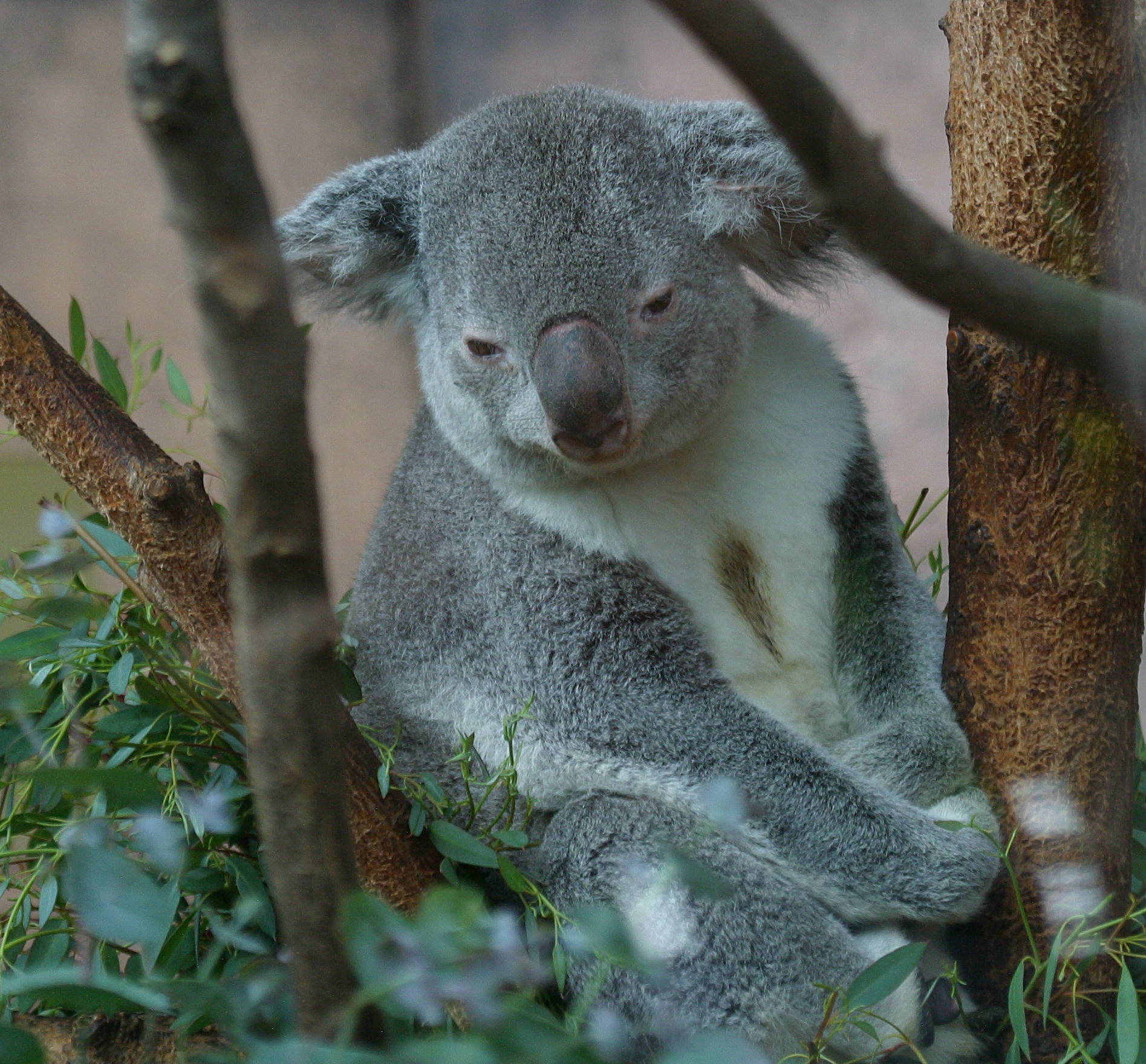 phascolarctos_cinereus_adustus2bd