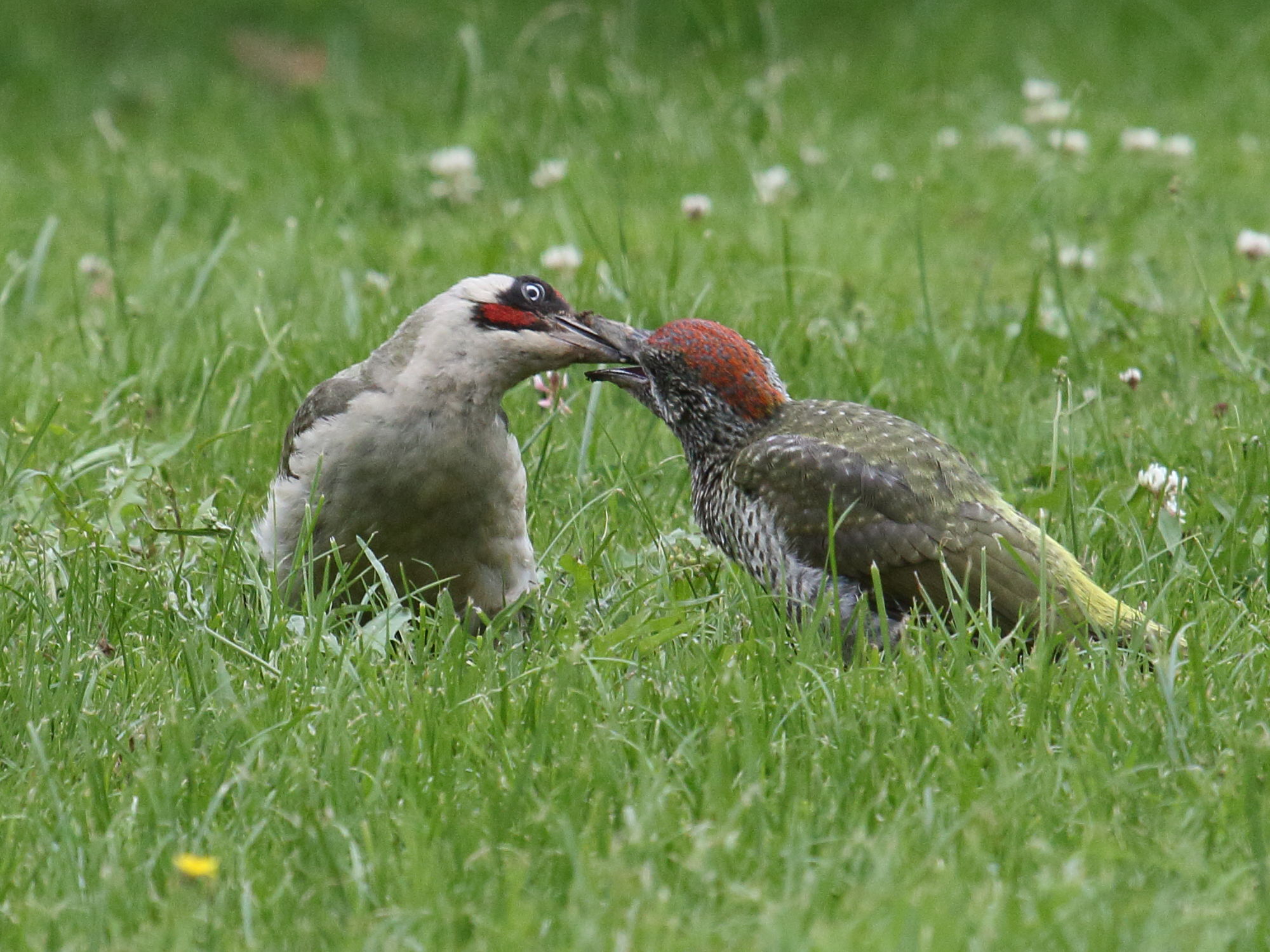 pic_vert_-_picus_viridis2bbd