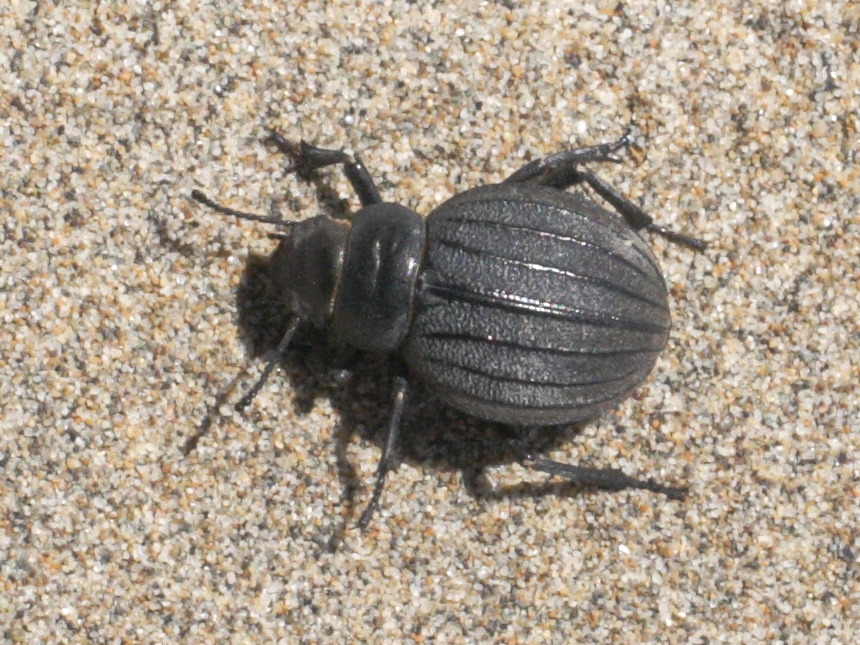 pimelia_bipunctata2md