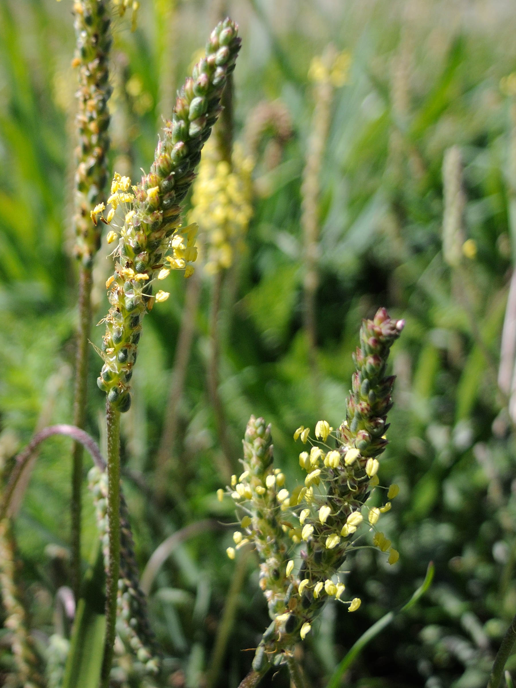 Afficher le média plantago_alpina2md plantago_alpina2md