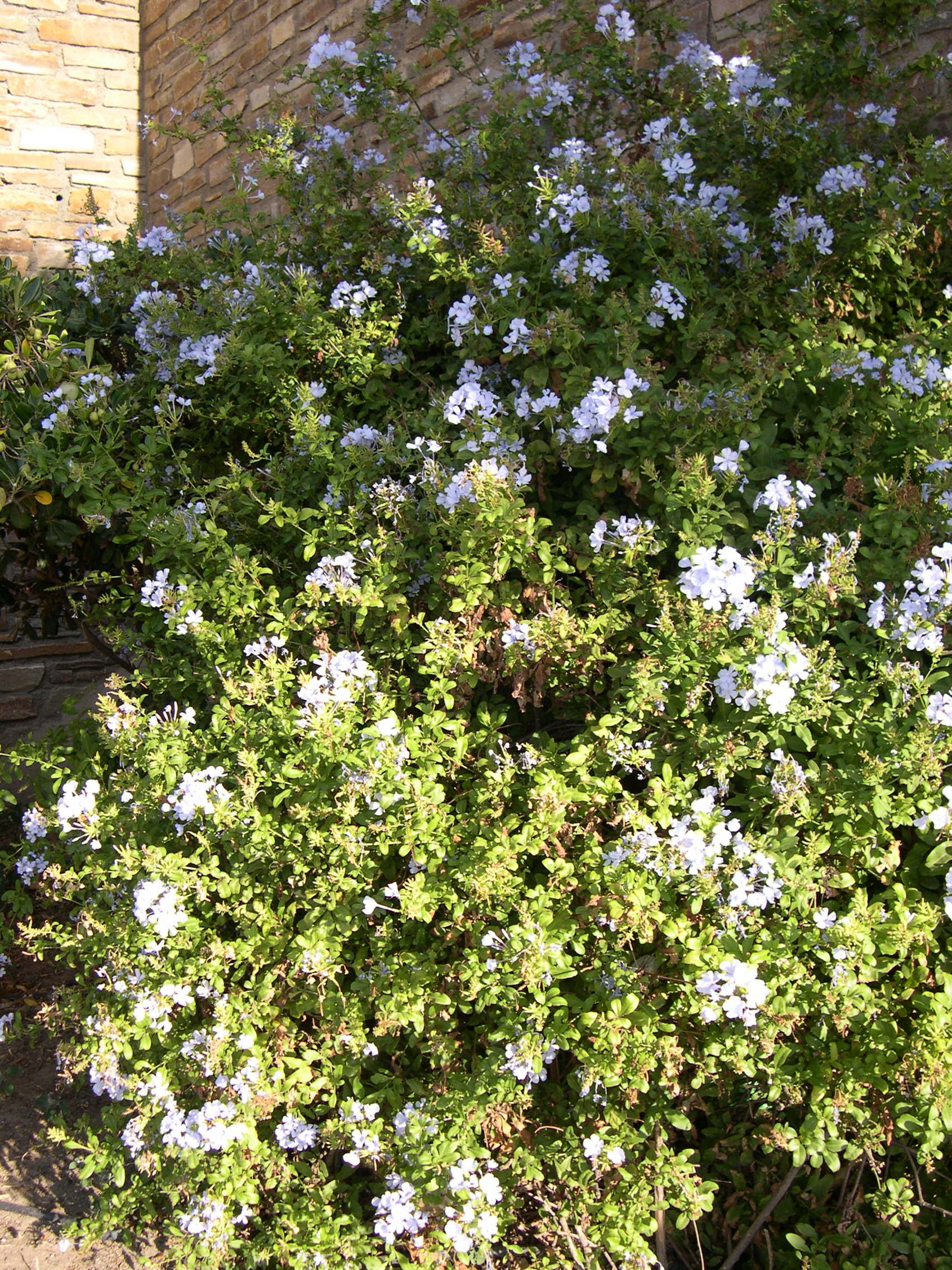 Afficher le média plumbago_auriculata1md plumbago_auriculata1md