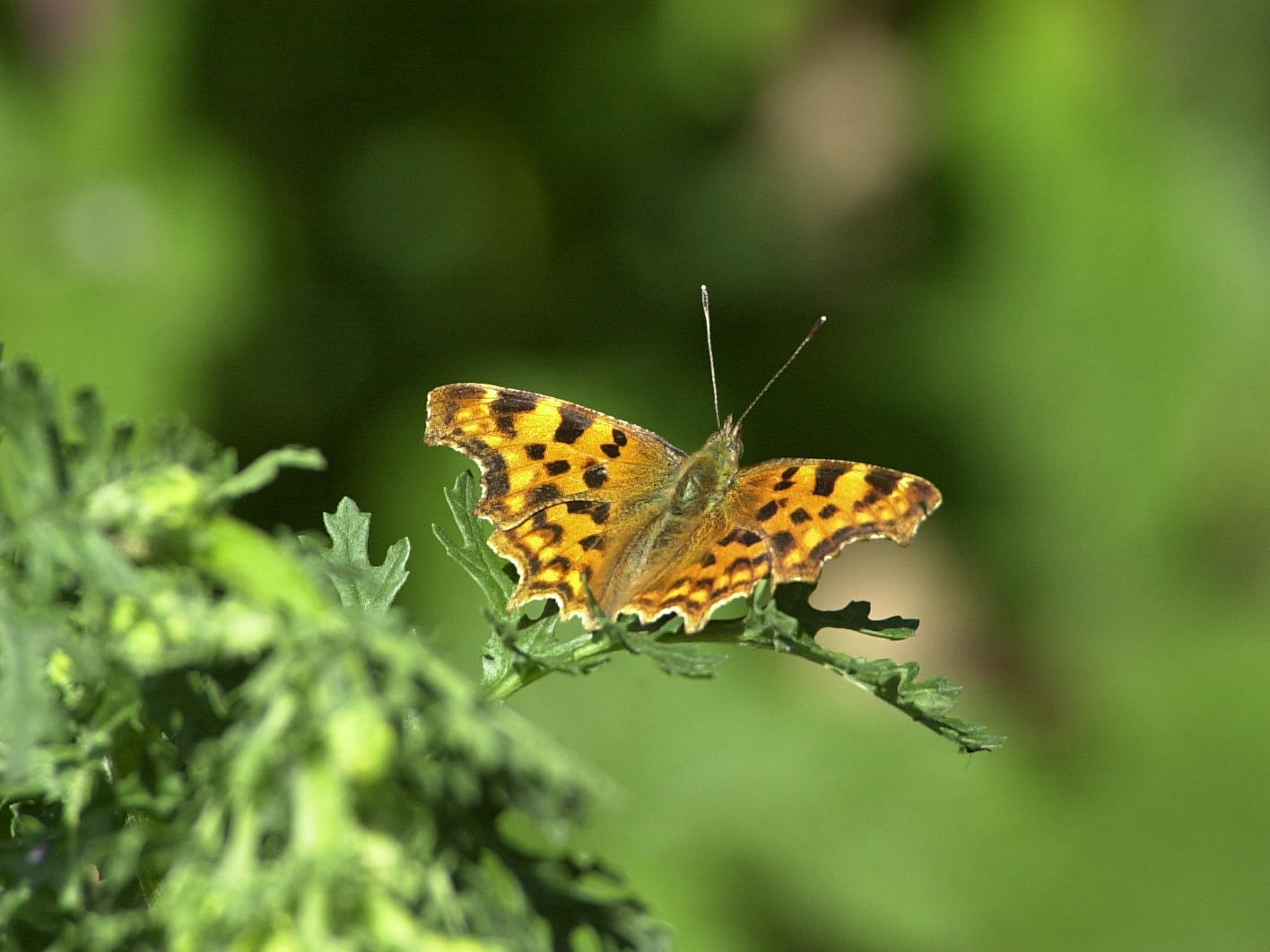 polygonia_c-album2amd