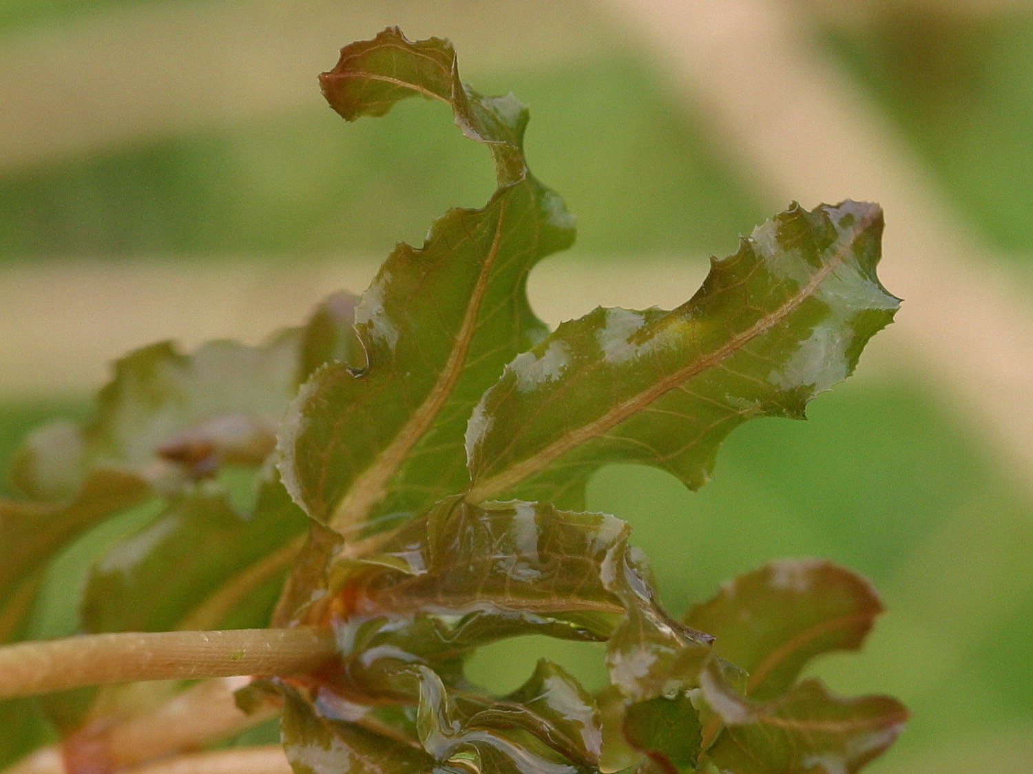 potamogeton_crispus1bd