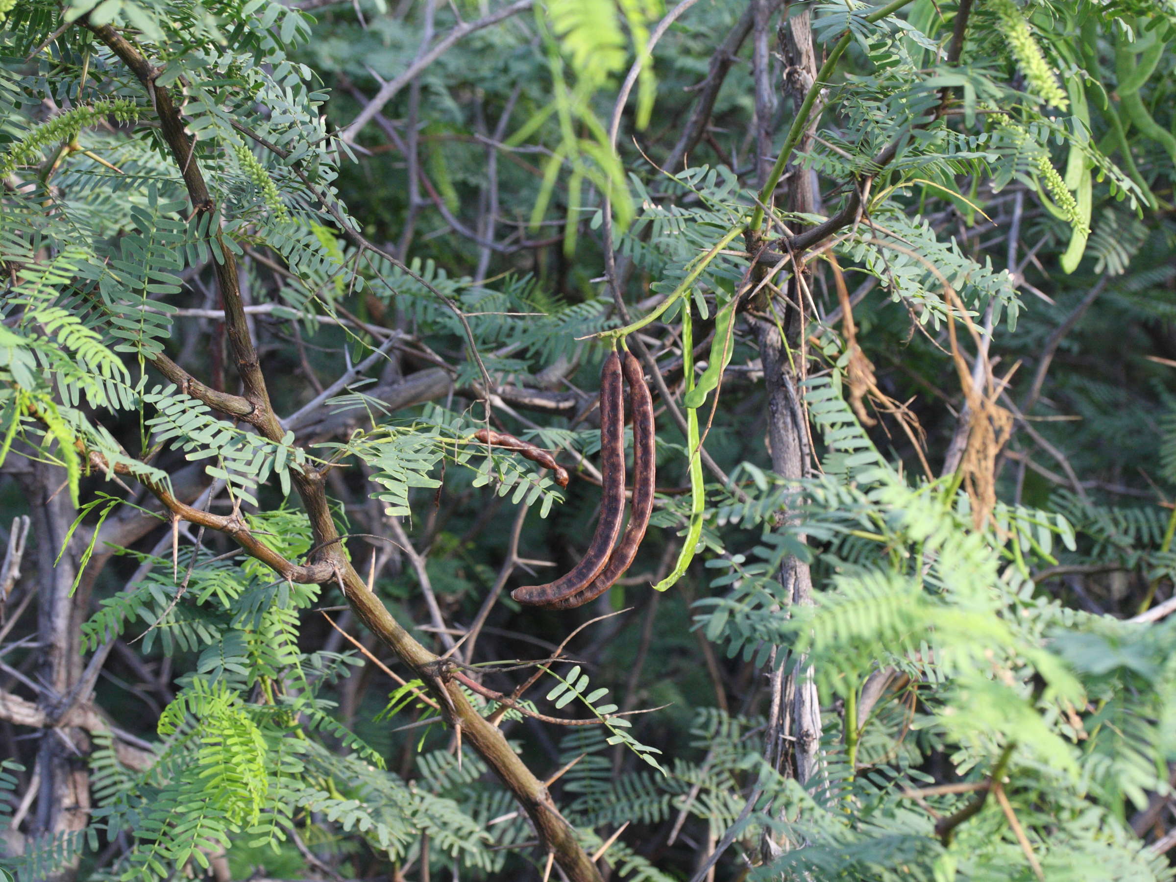 prosopis_juliflora3md