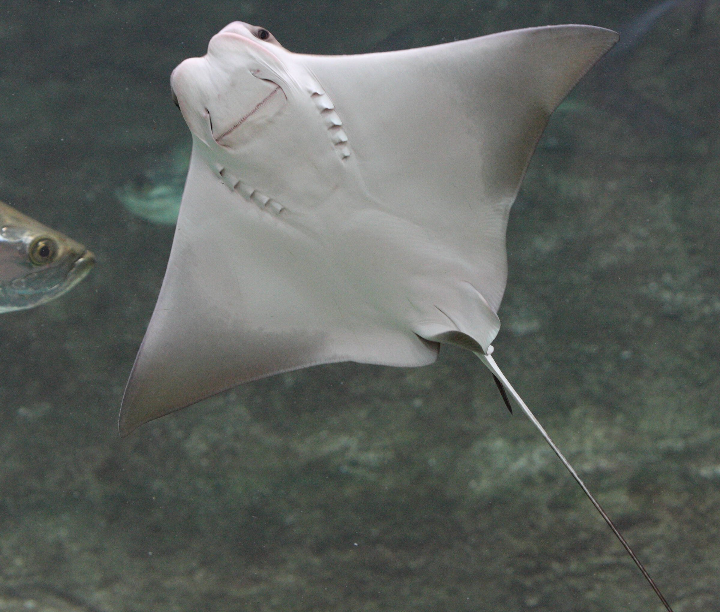 Afficher le média rhinoptera_bonasus4bd rhinoptera_bonasus4bd