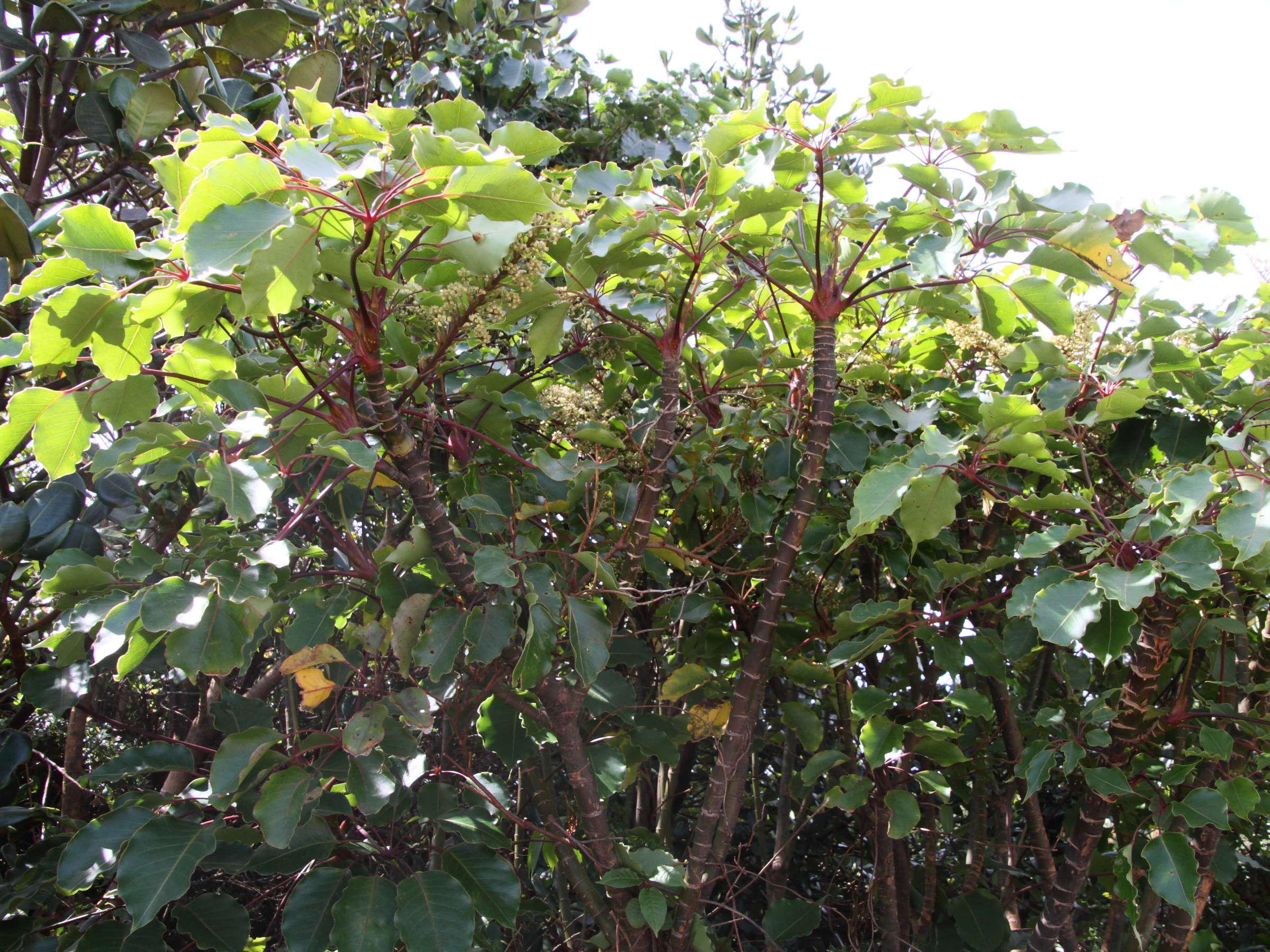 schefflera_rodriguesiana1md