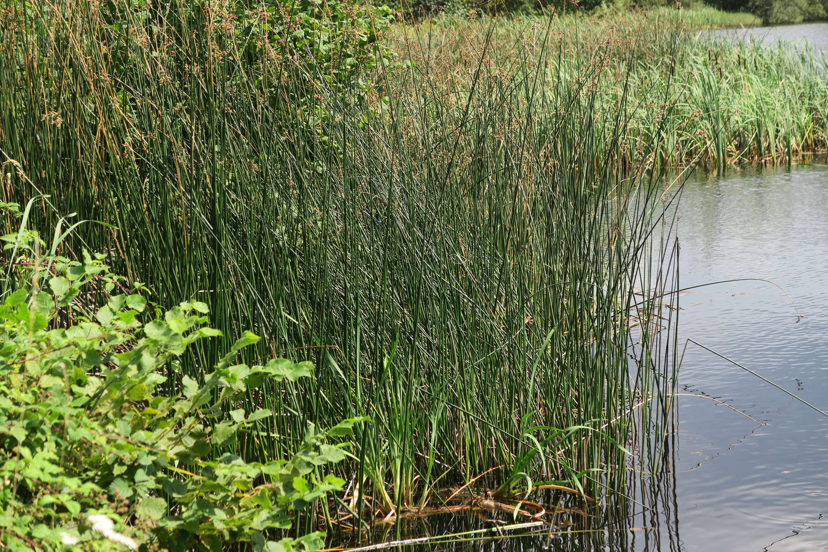 scirpus_lacustris4md