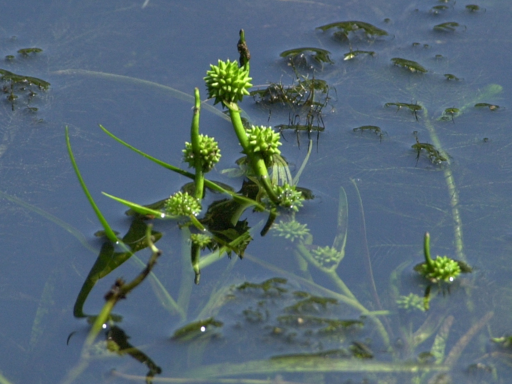 sparganium_minimum4md