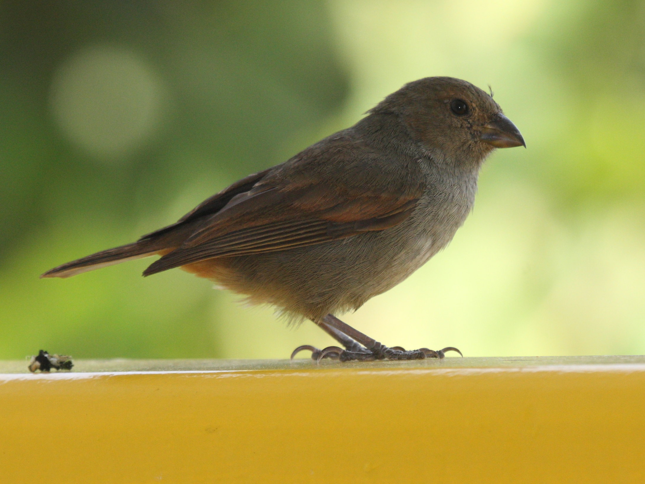 sporophile_rougegorge_-_loxigilla_noctis3bd