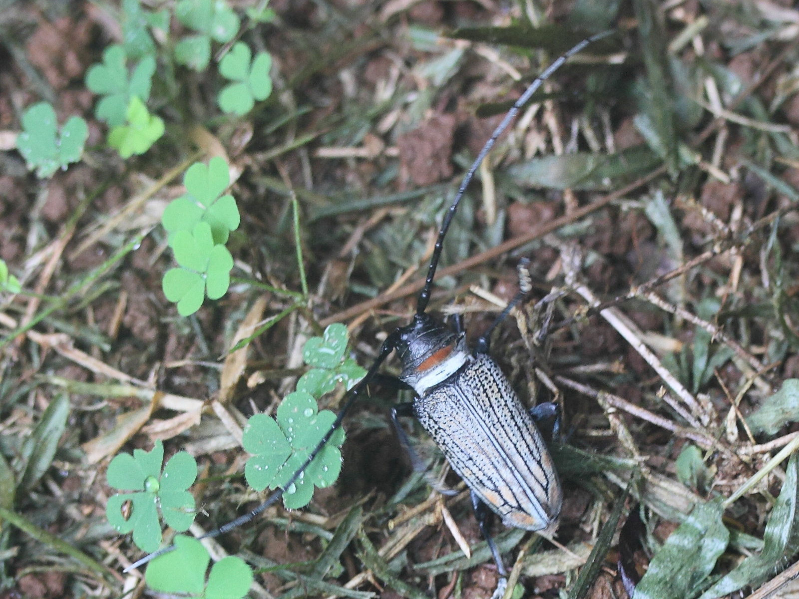 sternotomis_thompsonii2md