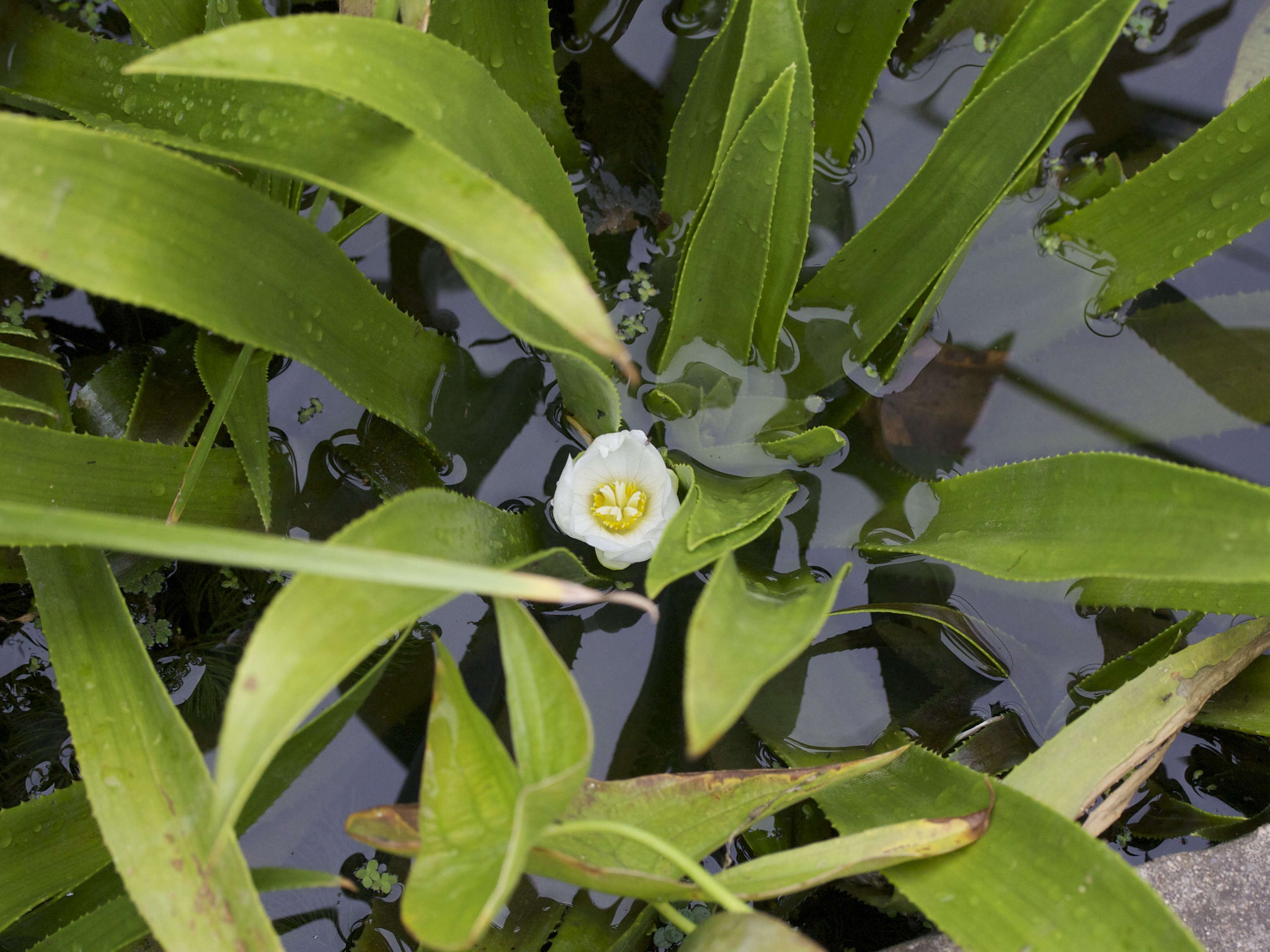 stratiotes_aloides2md