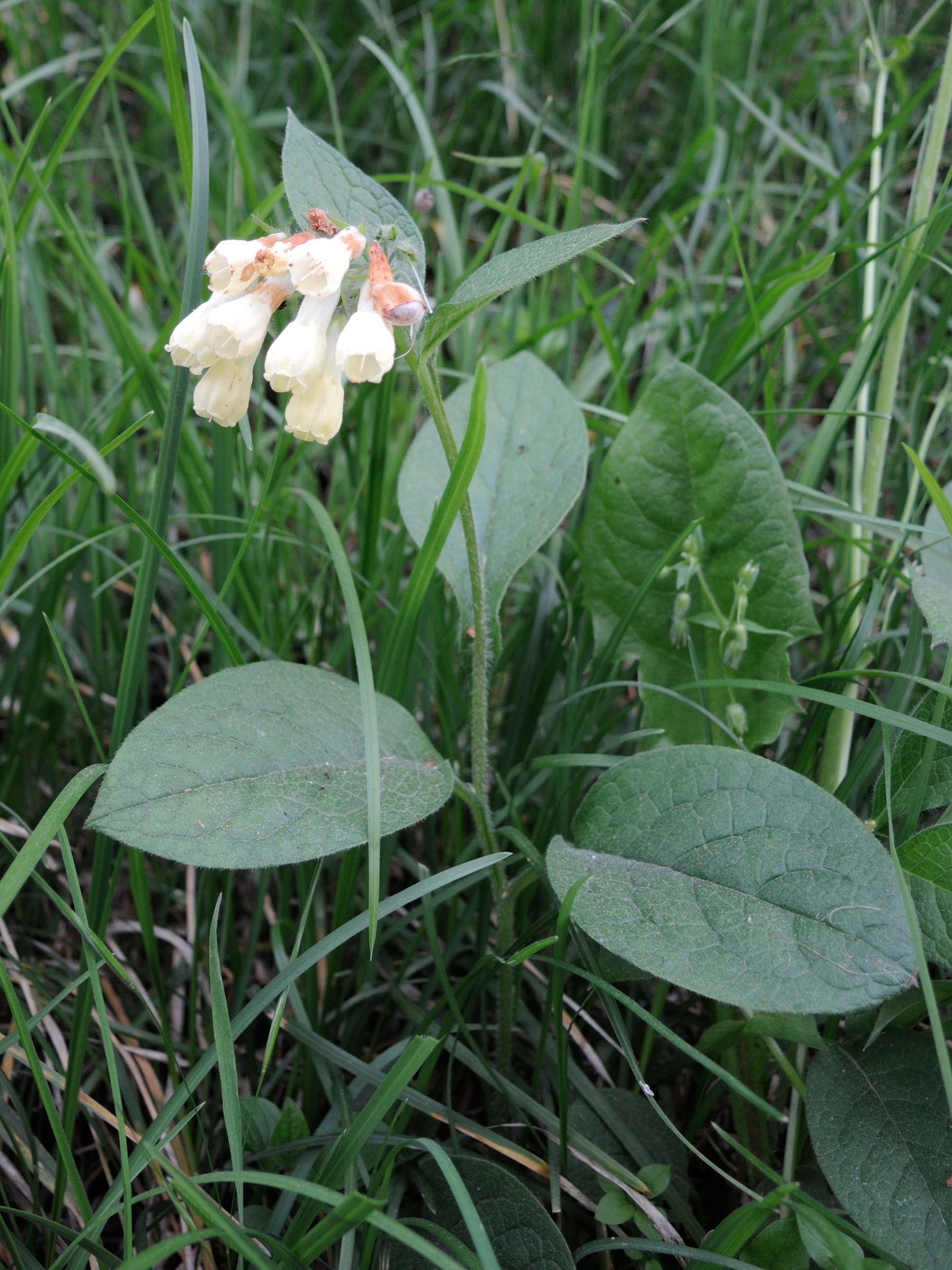 symphytum_tuberosum3md