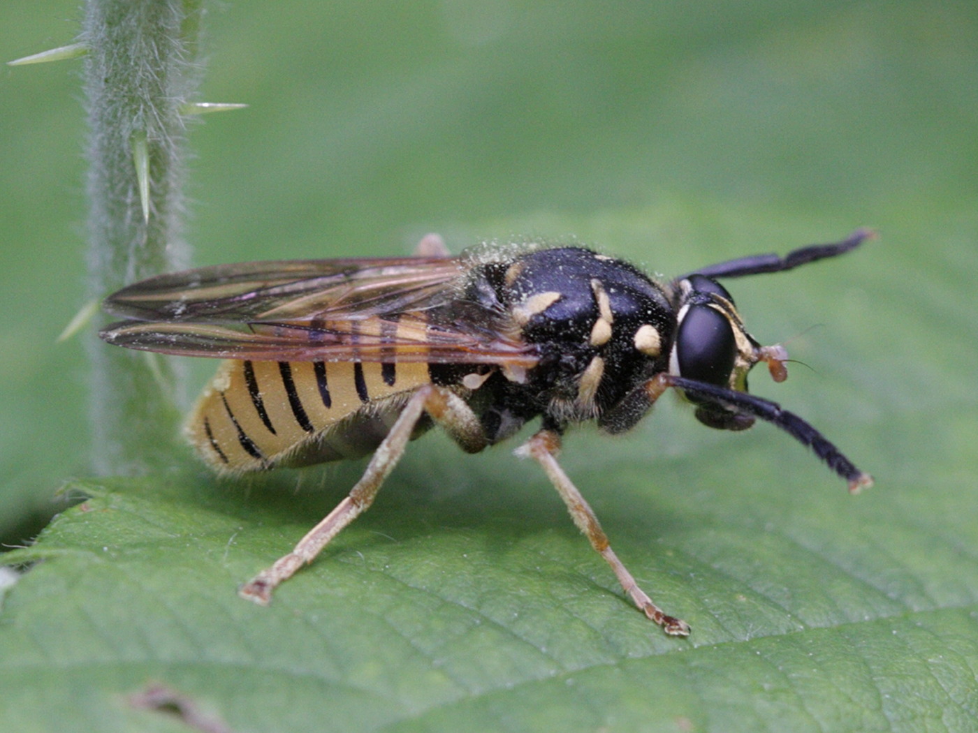temnostoma_vespiforme4bd
