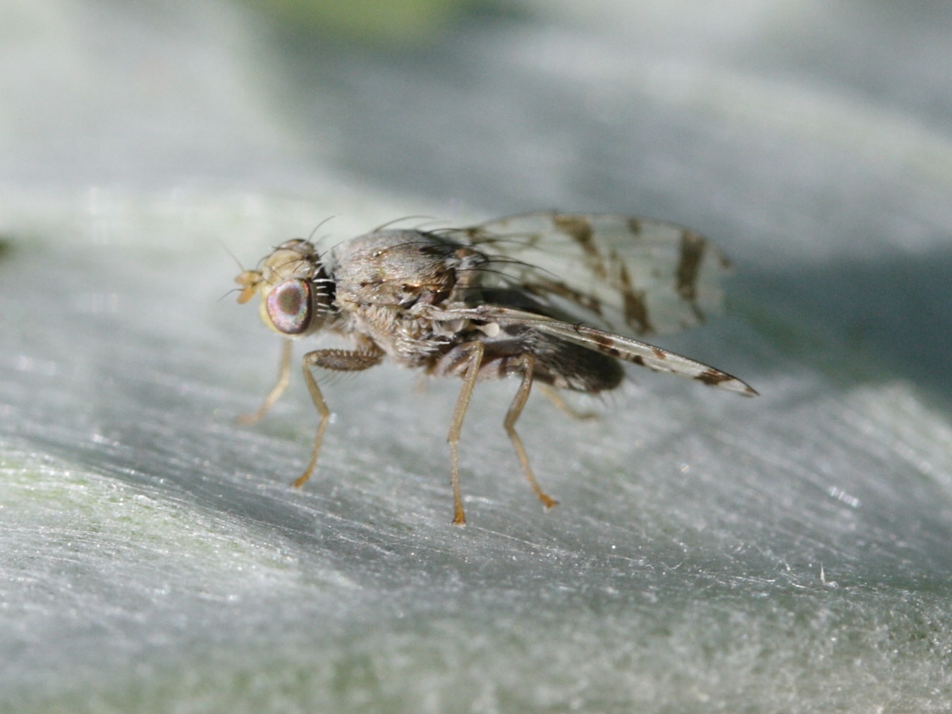 tephritis_postica3md