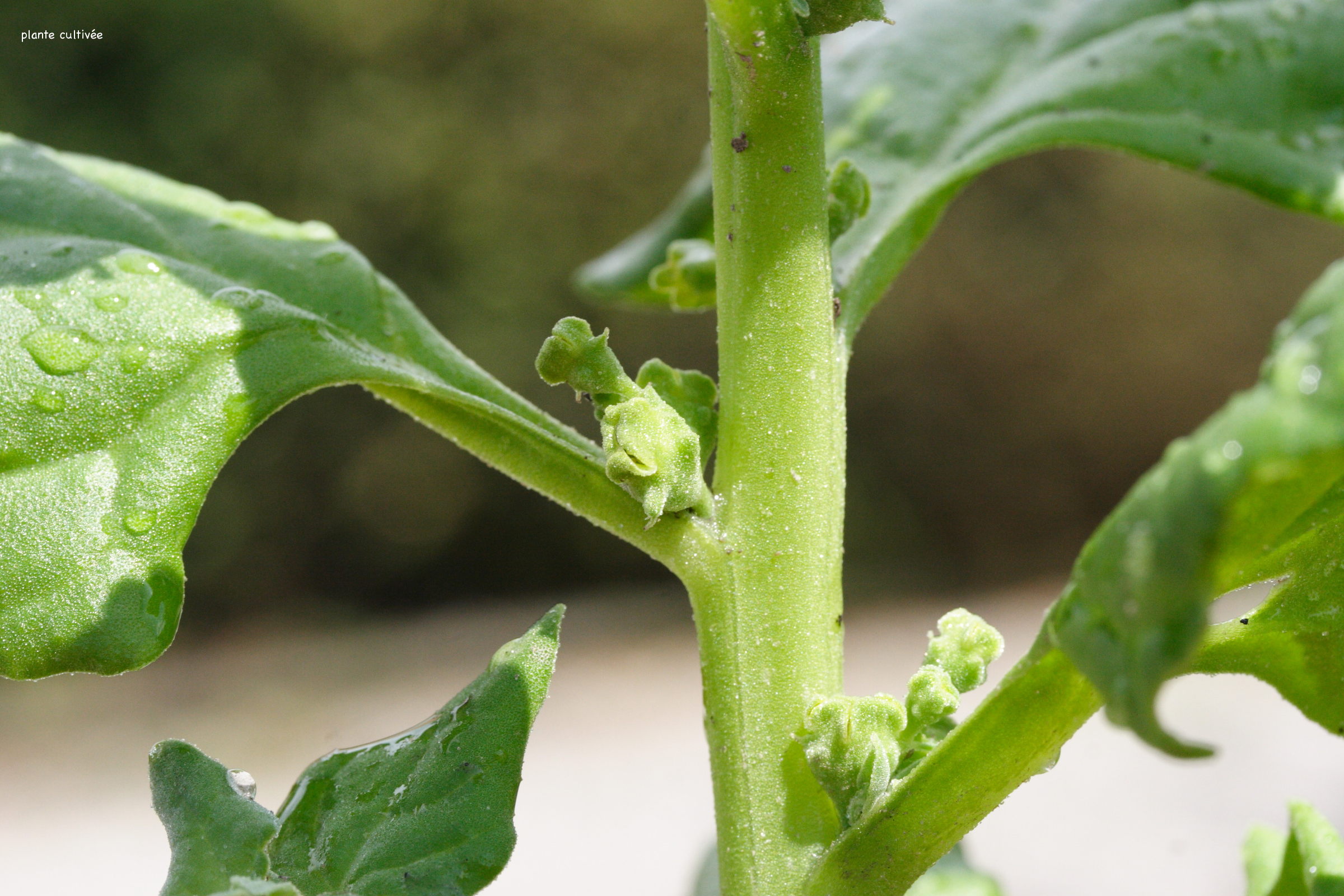 Afficher le média tetragonia_tetragonoides4md tetragonia_tetragonoides4md