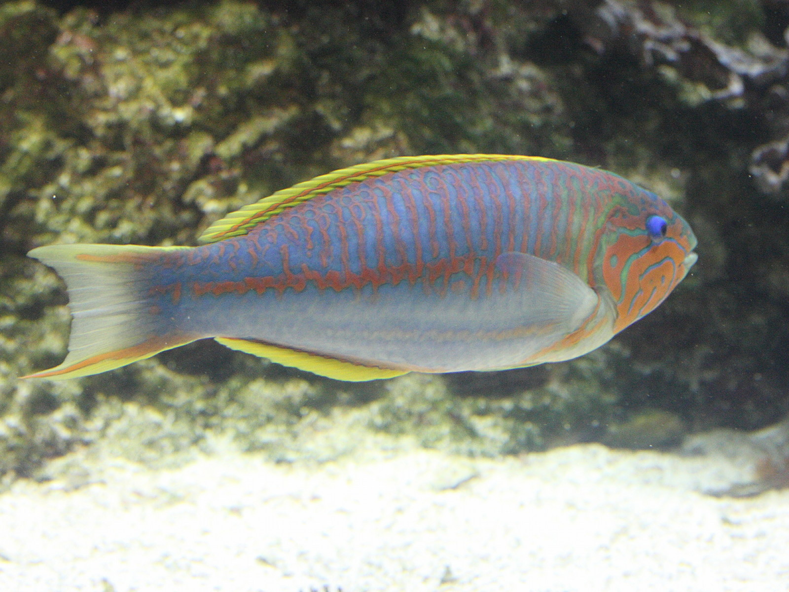 thalassoma_rueppellii1md