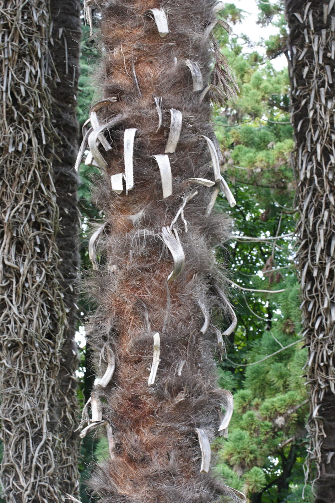 Afficher le média trachycarpus_fortunei8md trachycarpus_fortunei8md