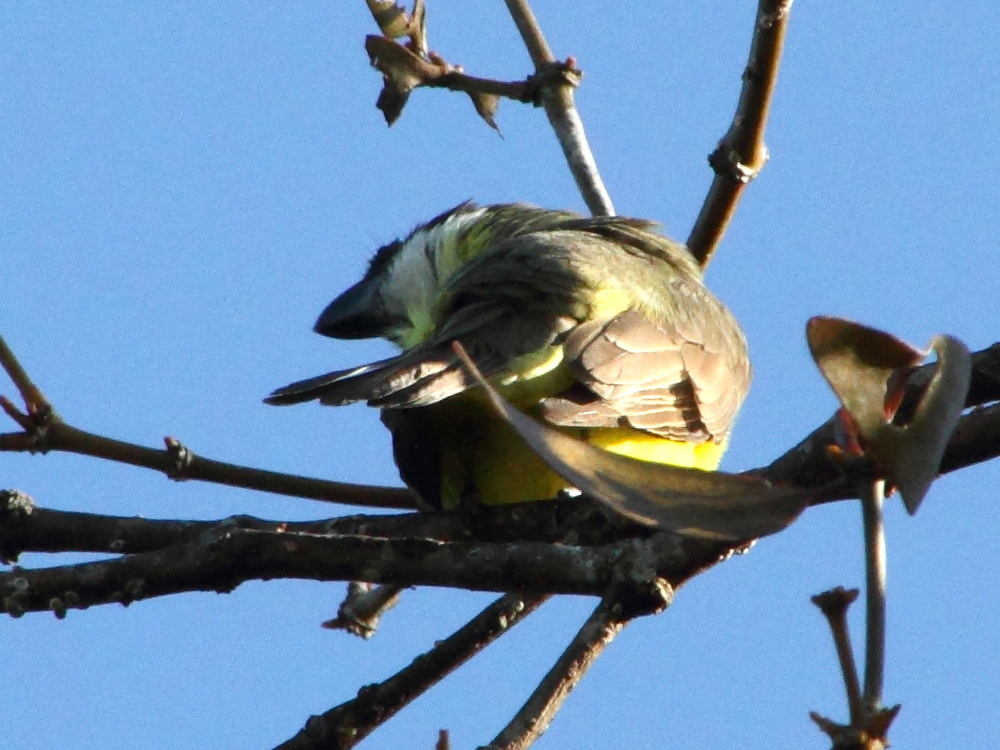 tyran_pitangua_-_megarhynchus_pitangua1md