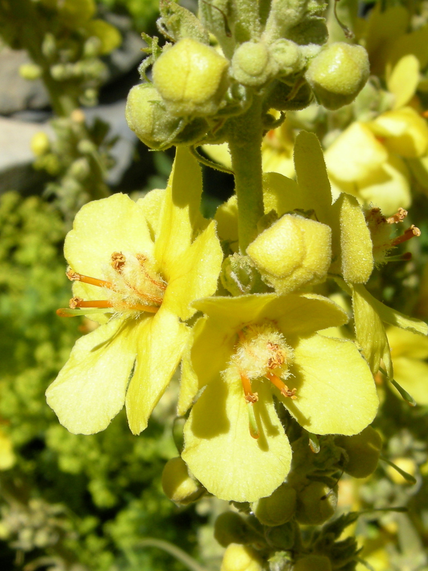 verbascum_olympicum2md
