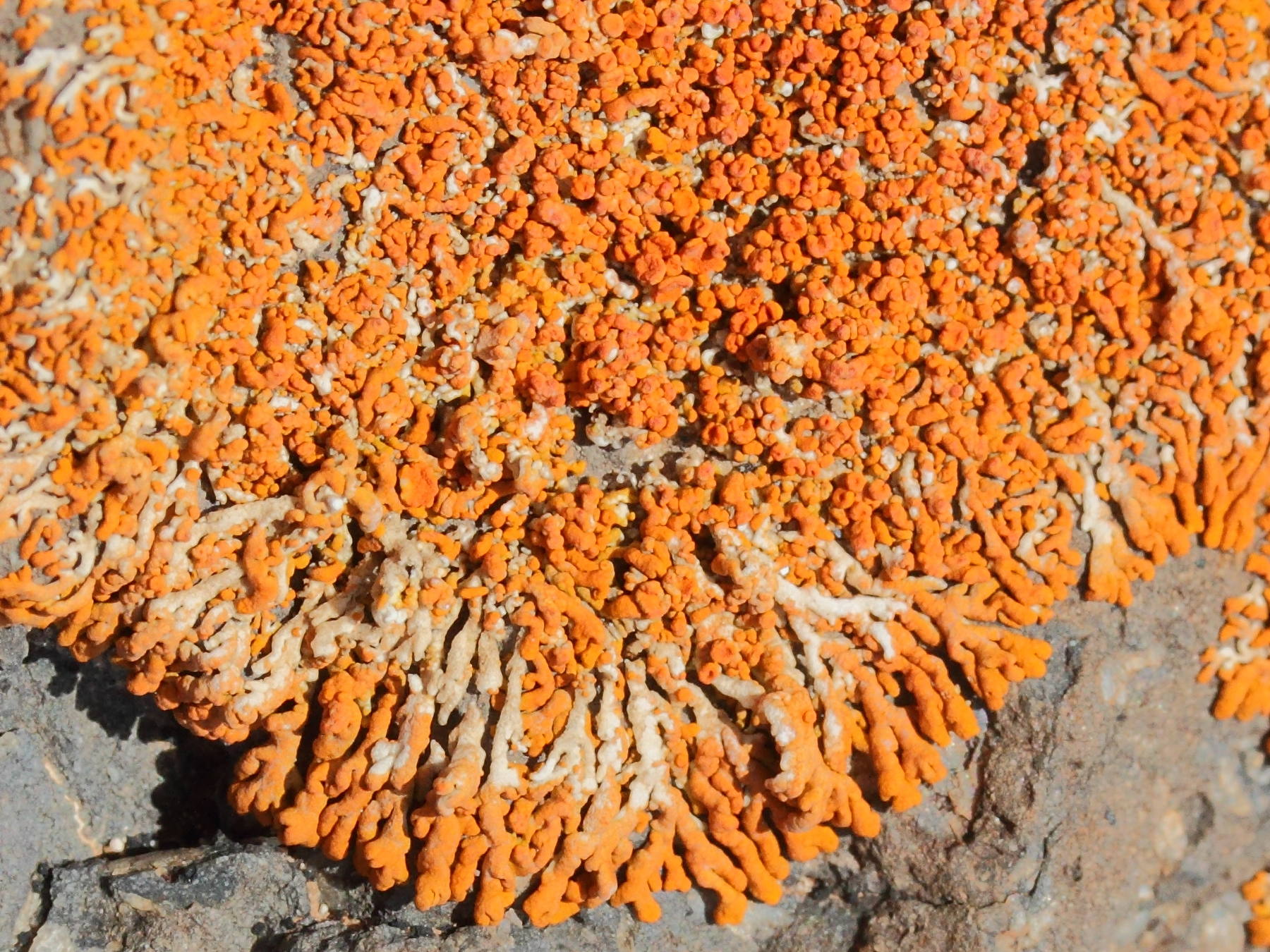 xanthoria_elegans2md
