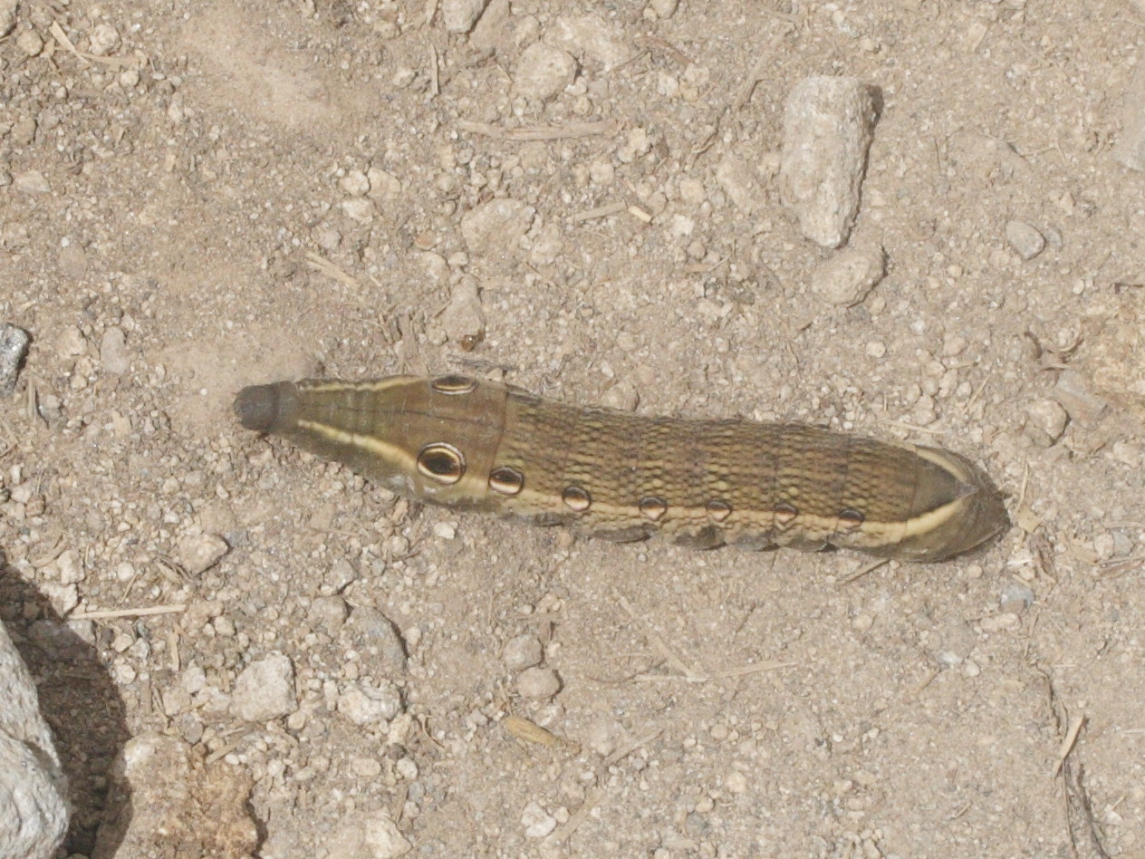 xylophanes_tersa_ch2md