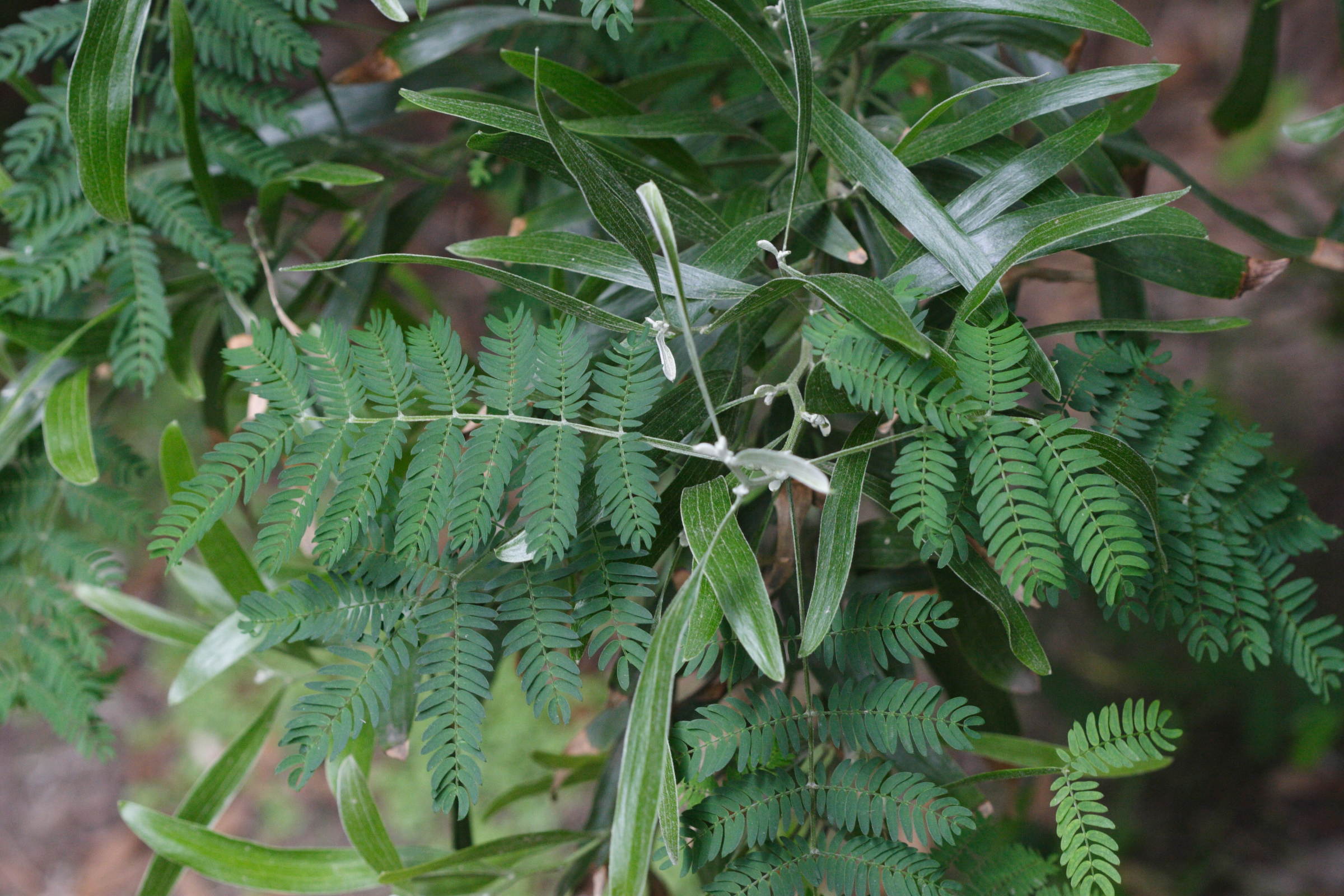 acacia_melanoxylon2md