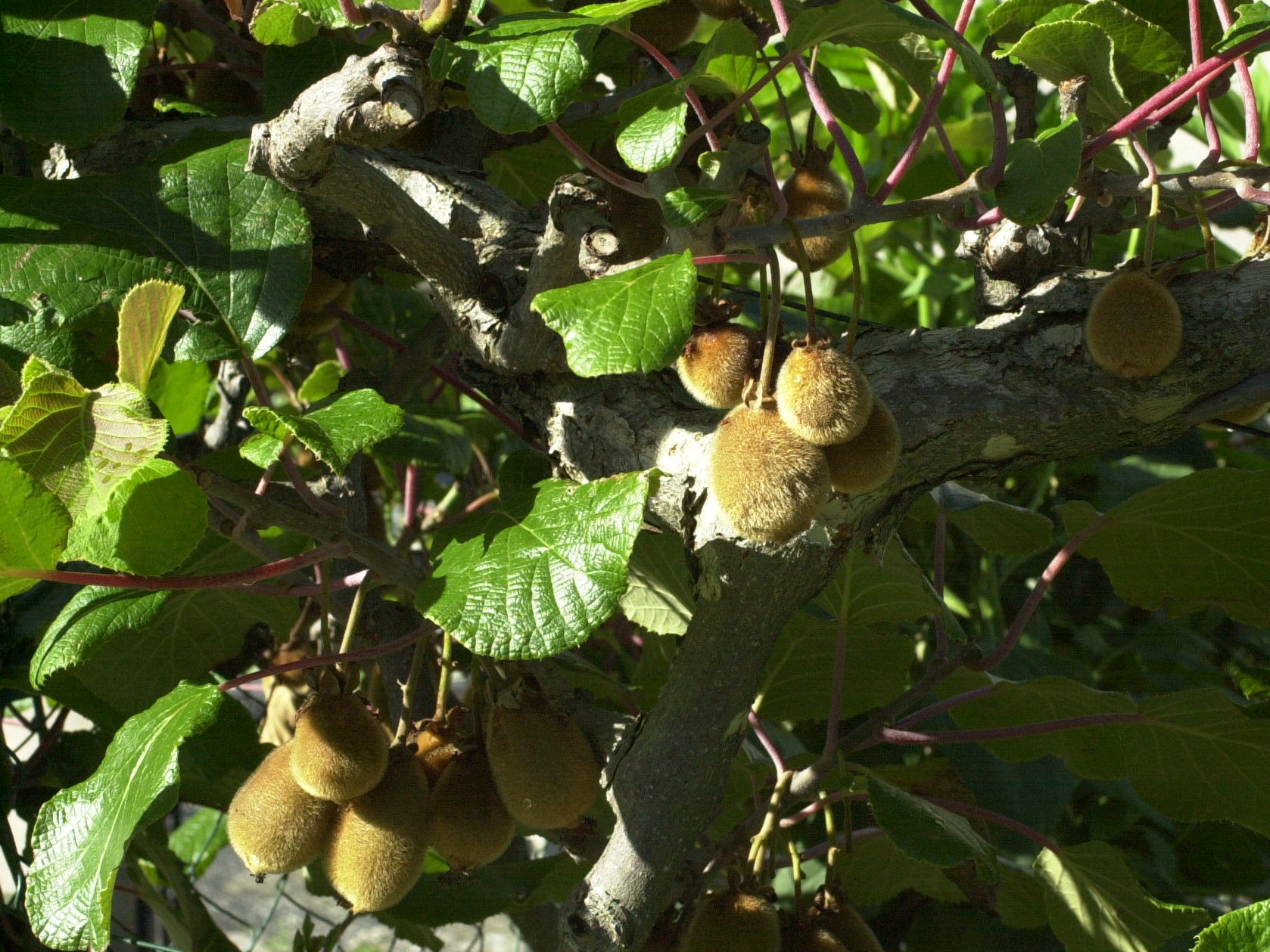 Afficher le média actinidia_deliciosa2md actinidia_deliciosa2md