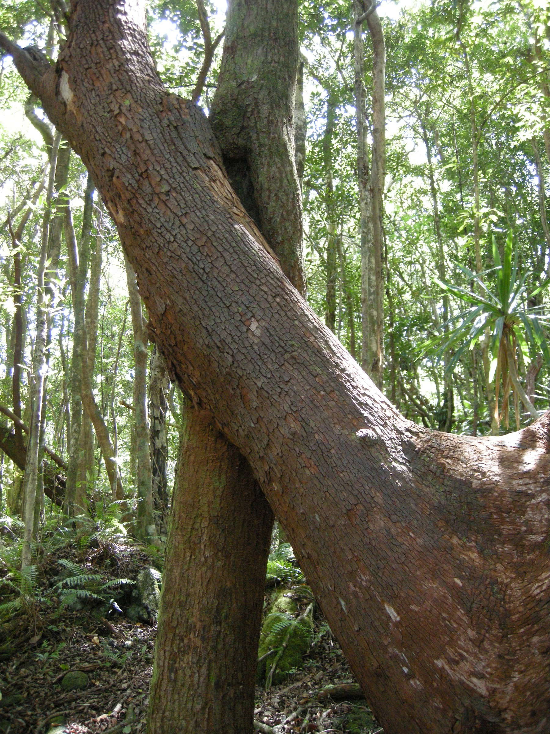 agauria_salicifolia5md