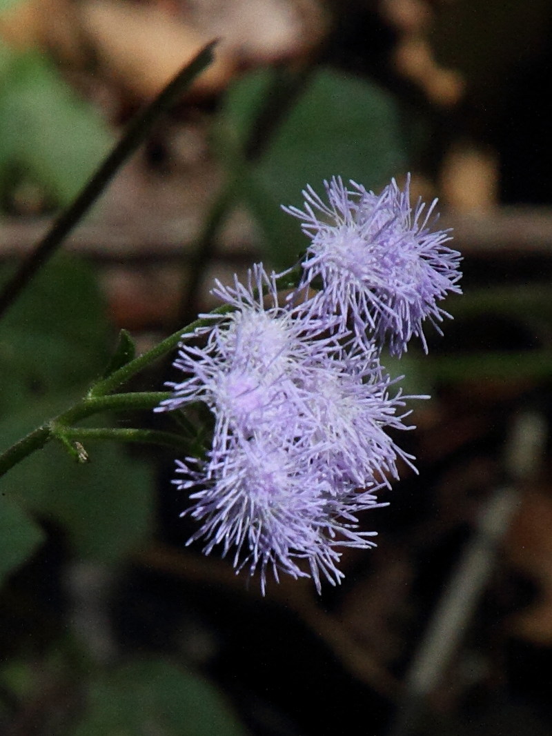 ageratum_conyzoides5md