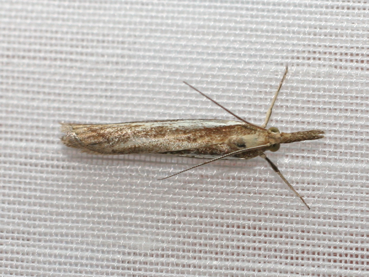 agriphila_tristella2md