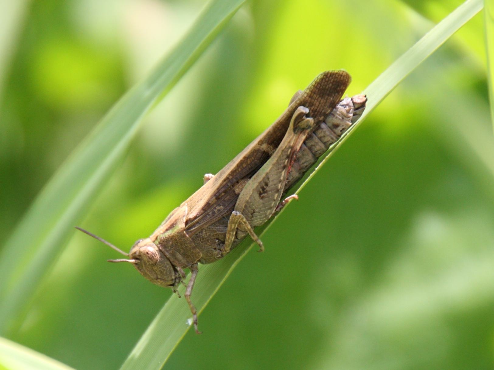 aiolopus_strepens1bd