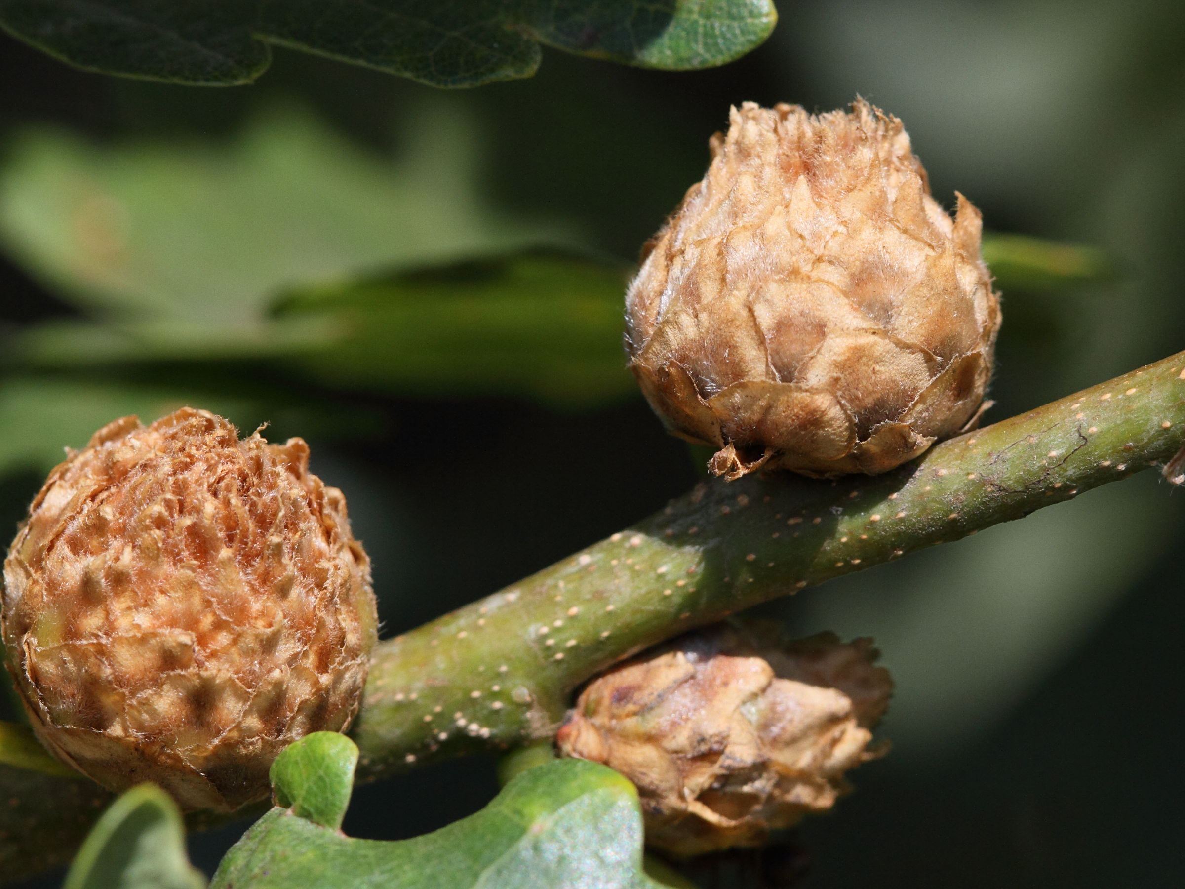 andricus_foecundatrix_galle1md