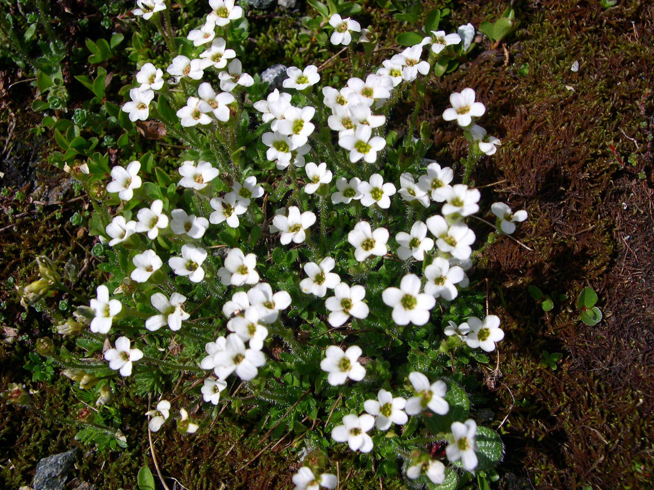 androsace_chamaejasme2md