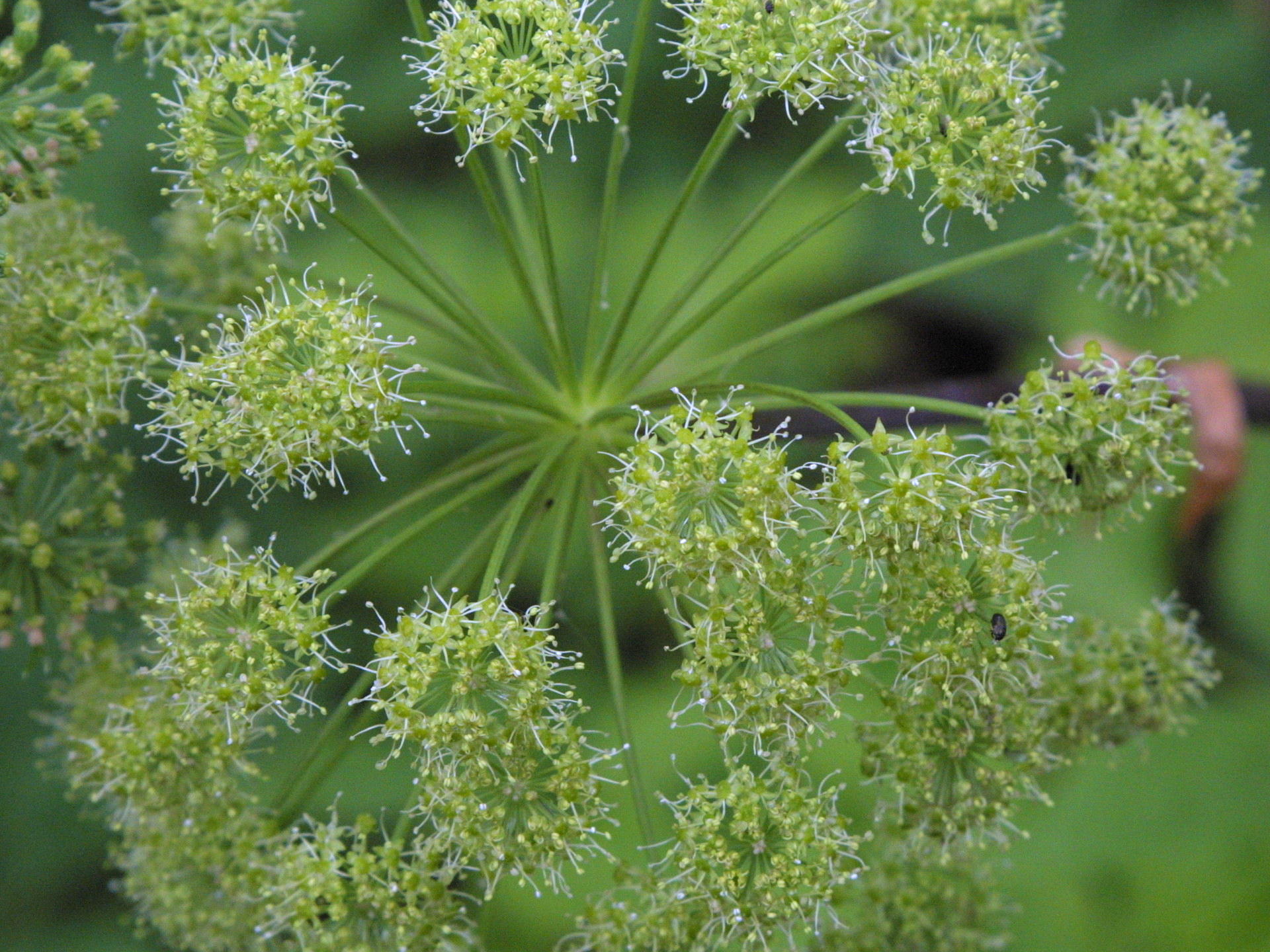 Afficher le média angelica_archangelica2amd angelica_archangelica2amd