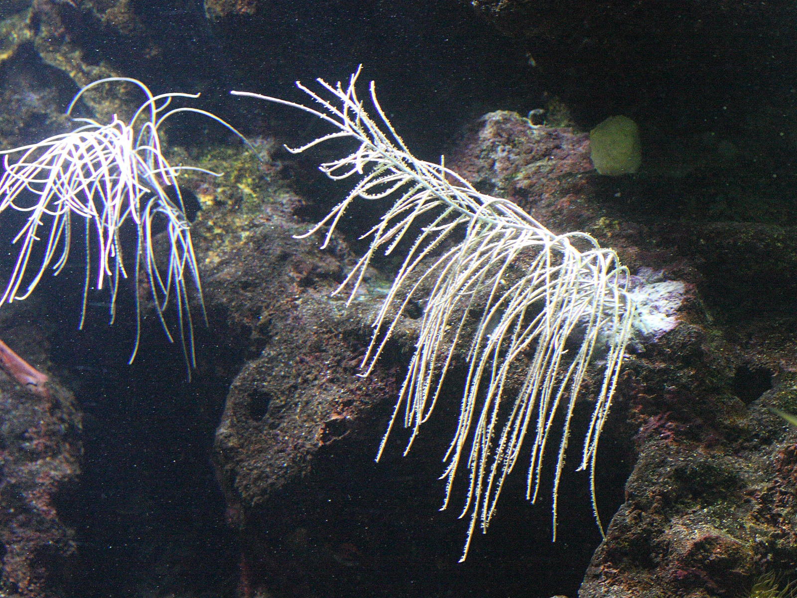 antillogorgia_bipinnata1md