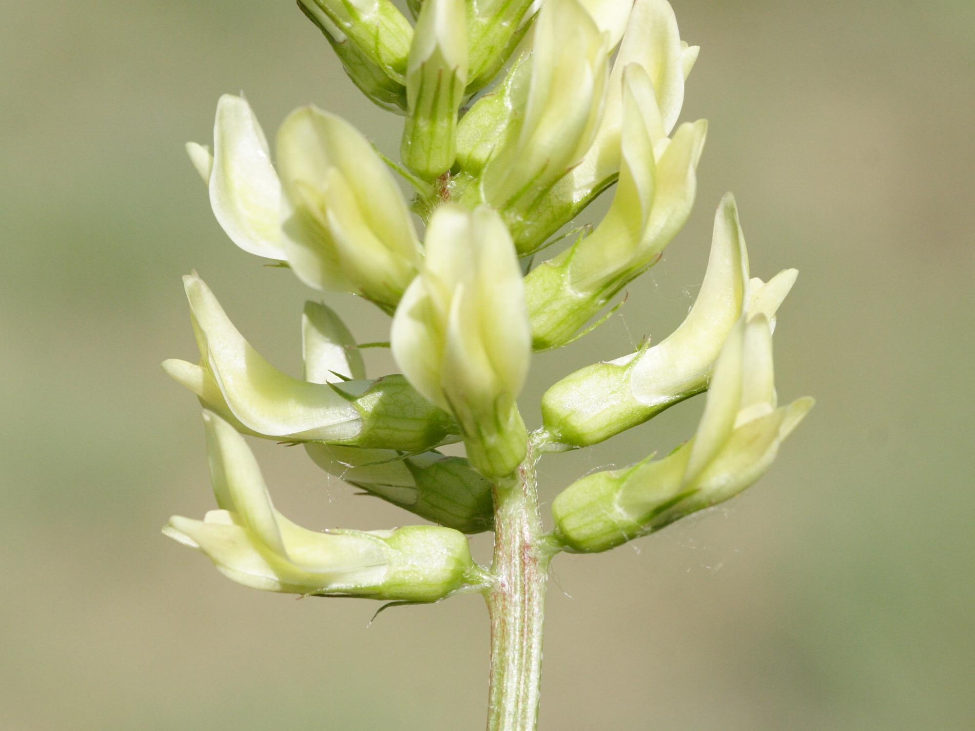 Afficher le média astragalus_glycyphyllos4md astragalus_glycyphyllos4md
