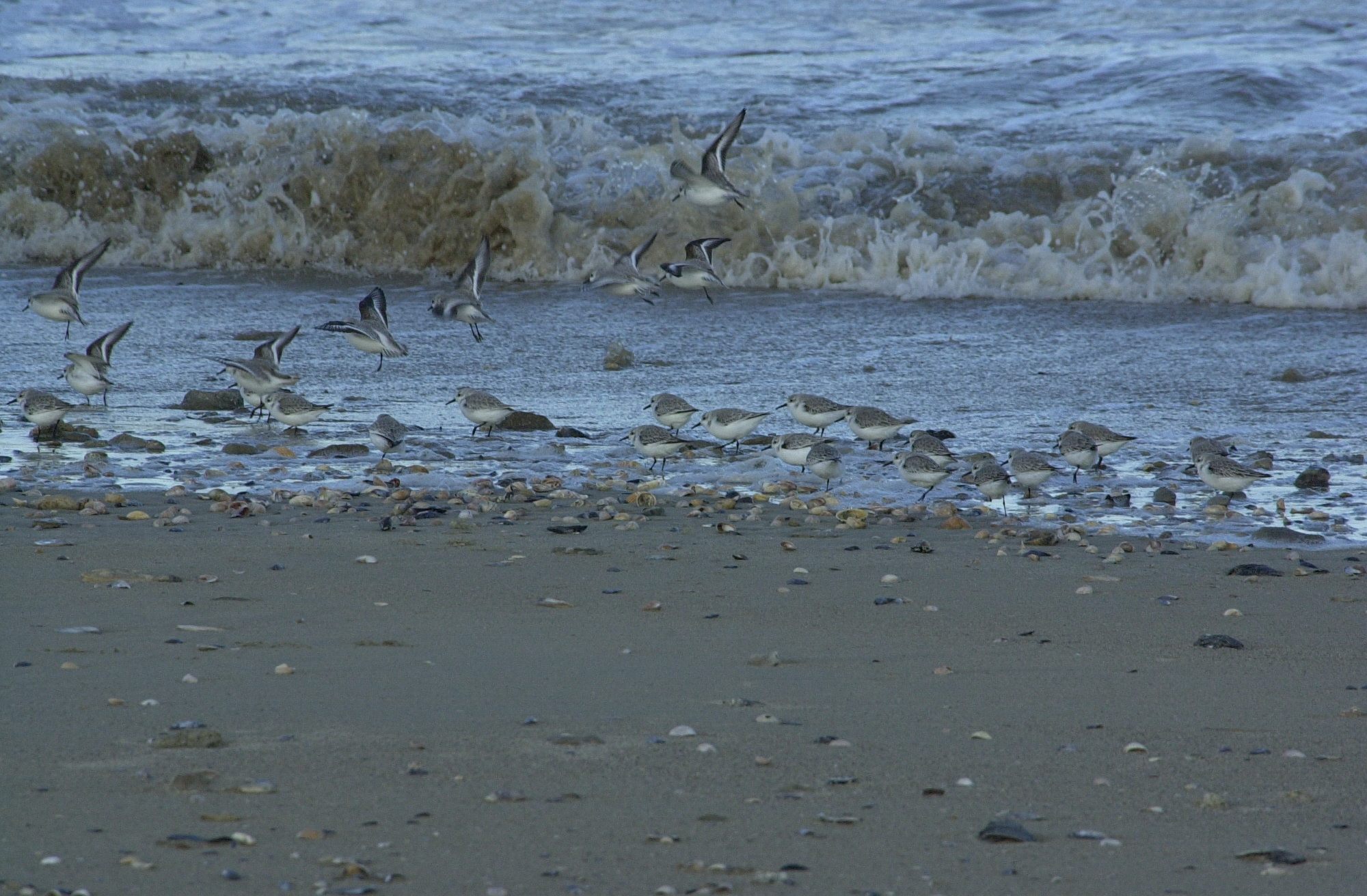 becasseau_sanderling_-_calidris_alba1bd