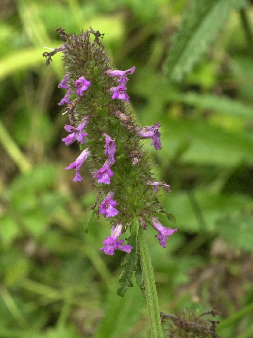 Afficher le média betonica_officinalis_officinalis2md betonica_officinalis_officinalis2md